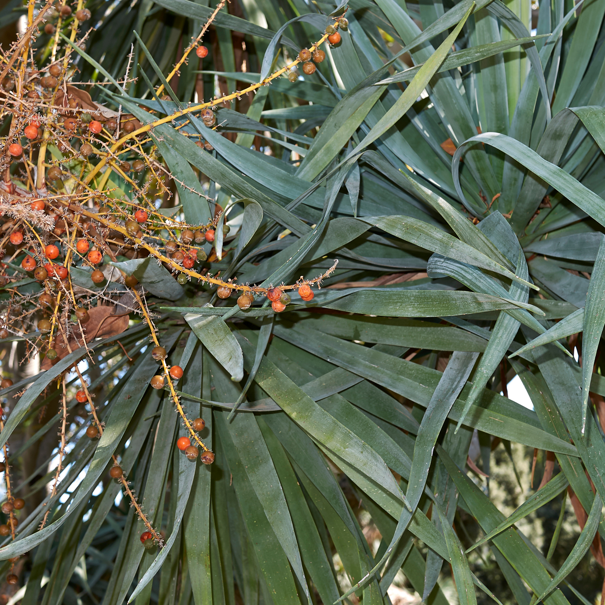 Canary Islands Dragon Tree - Dracaena draco
