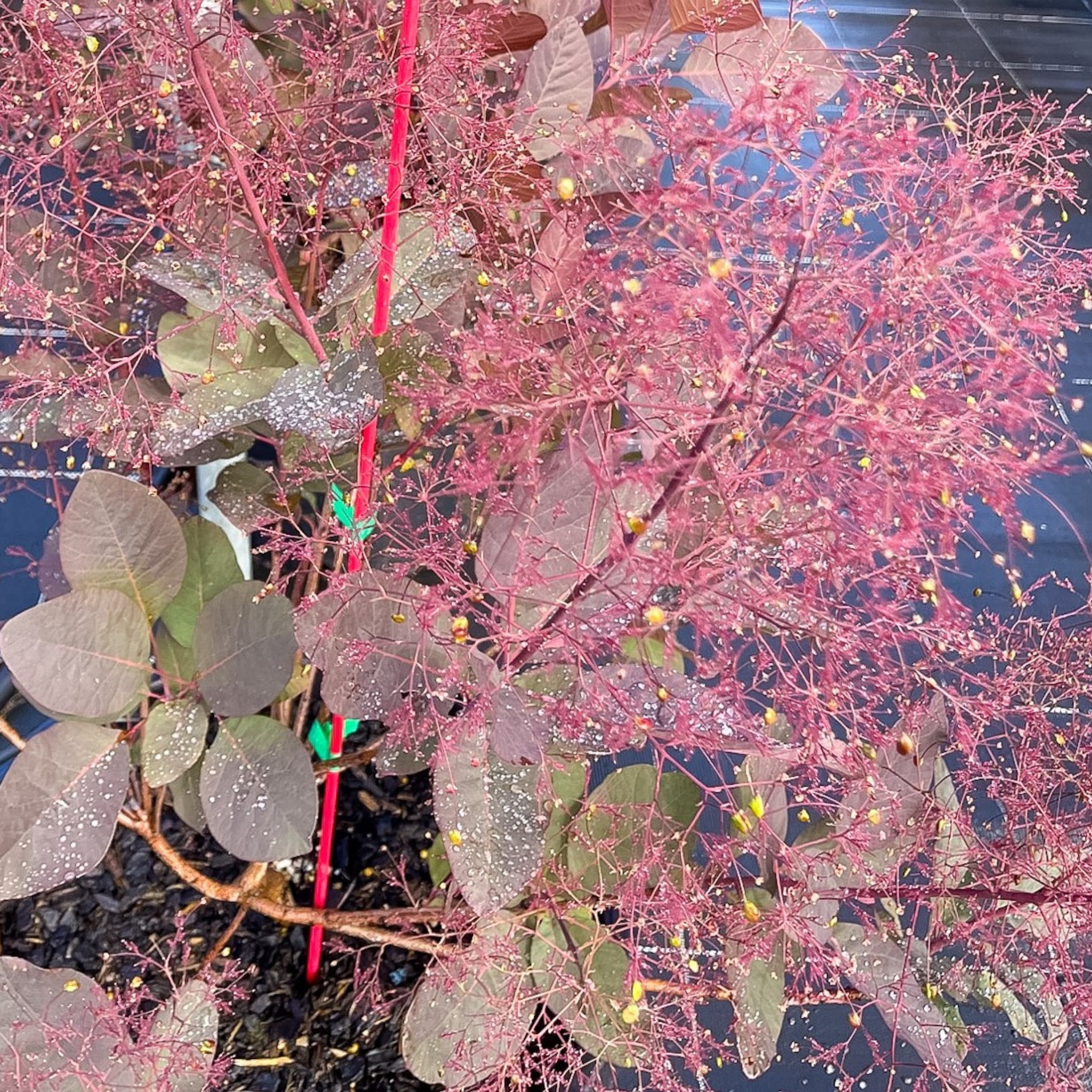 Cotinus coggygria Grace Smoke Tree - Cotinus coggygria Grace