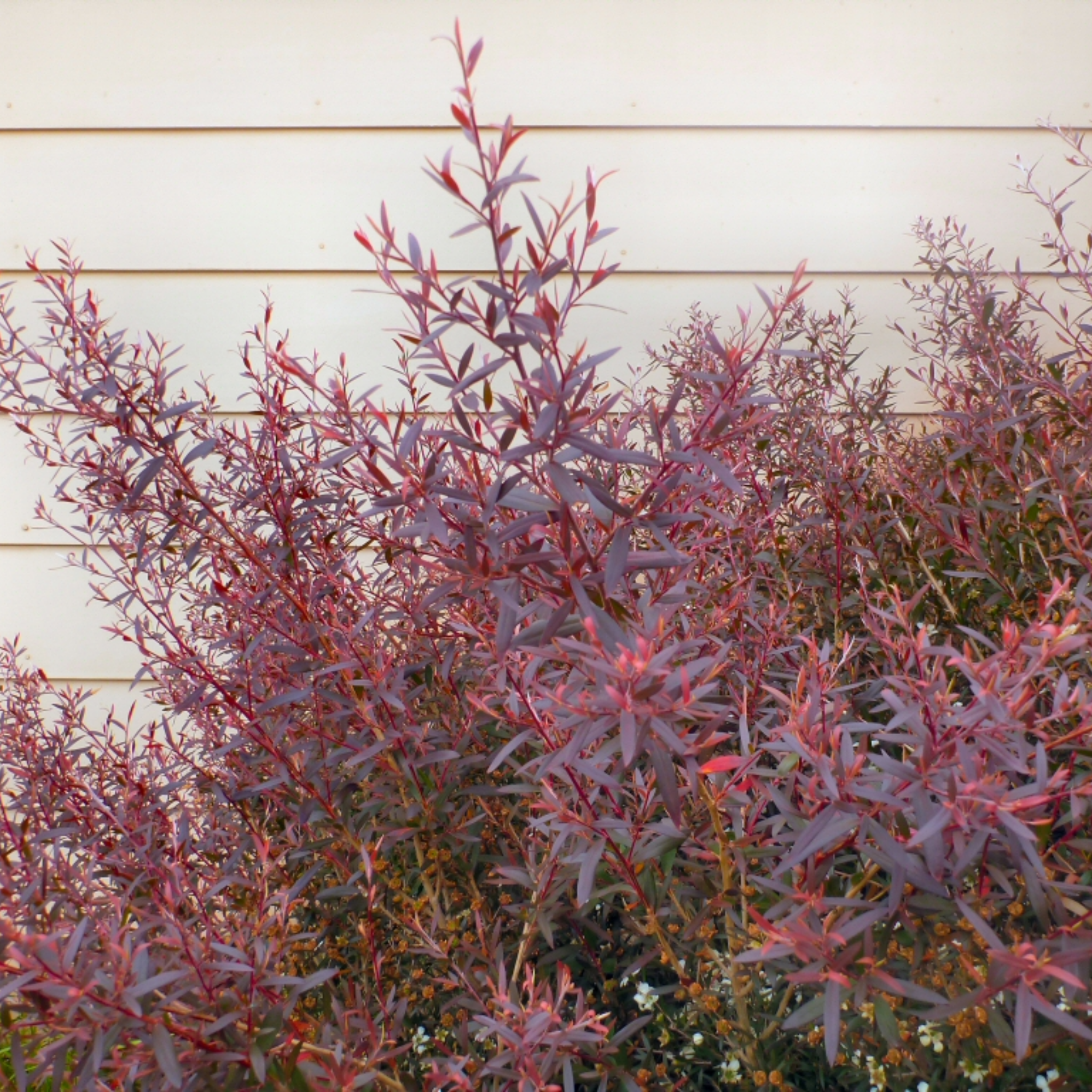 Burgundy Tea Tree - Leptospermum morrisonii
