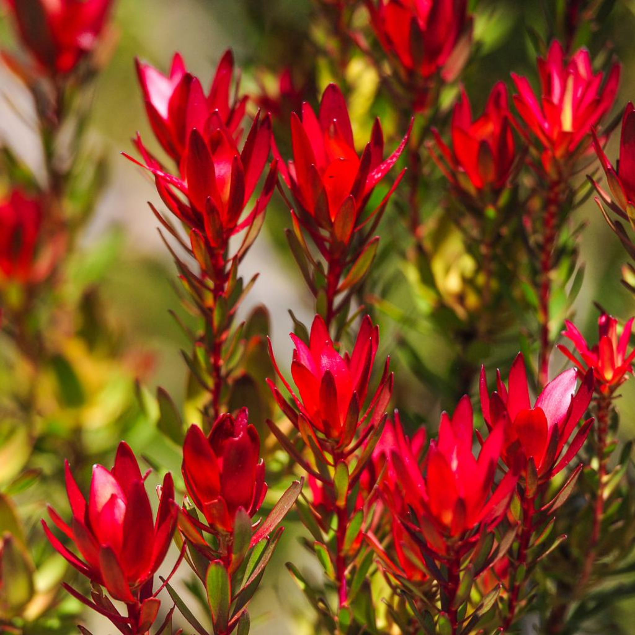 Red Devil Conebush - Leucadendron salignum Red Devil