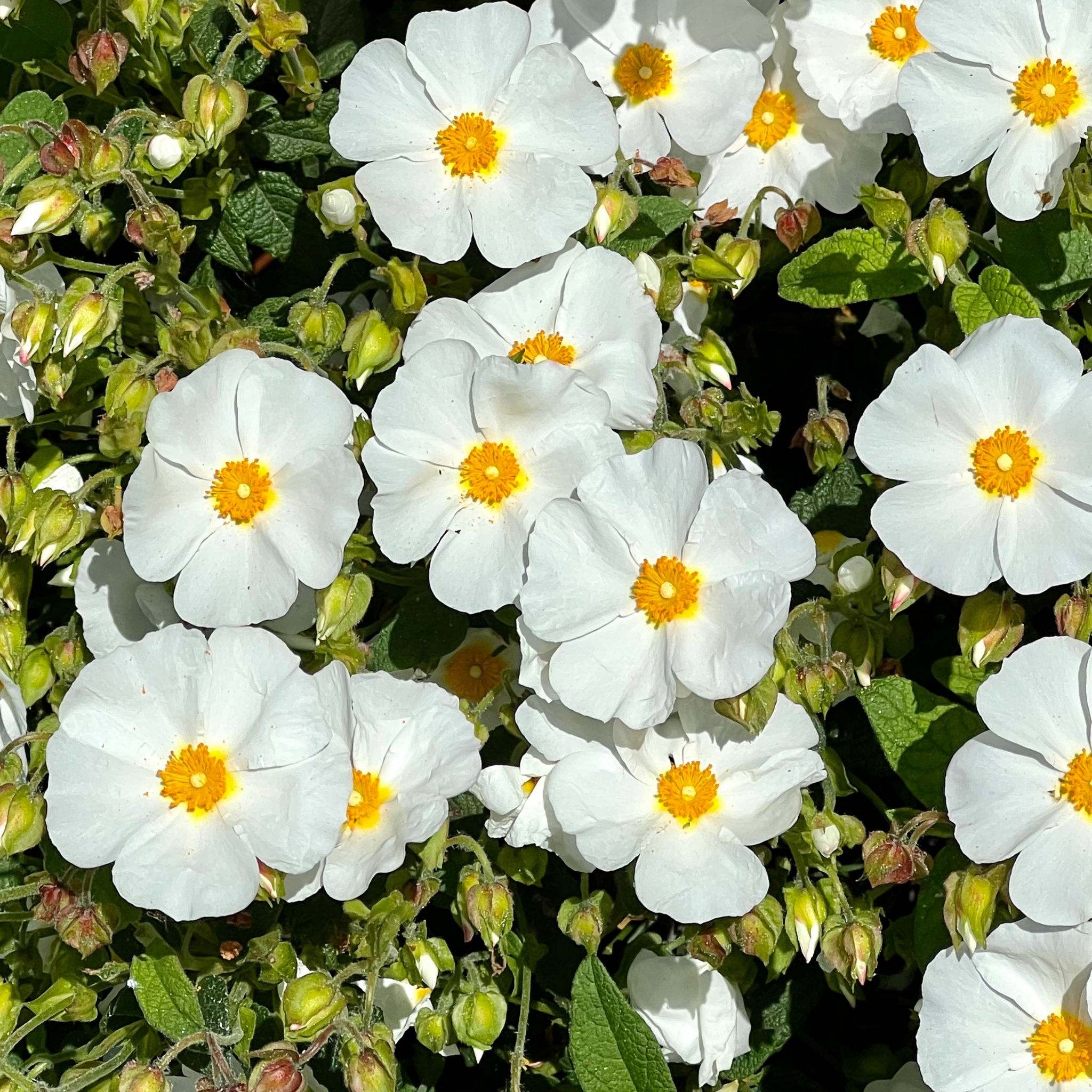 Sage Leaved Rockrose - Cistus salviifolius