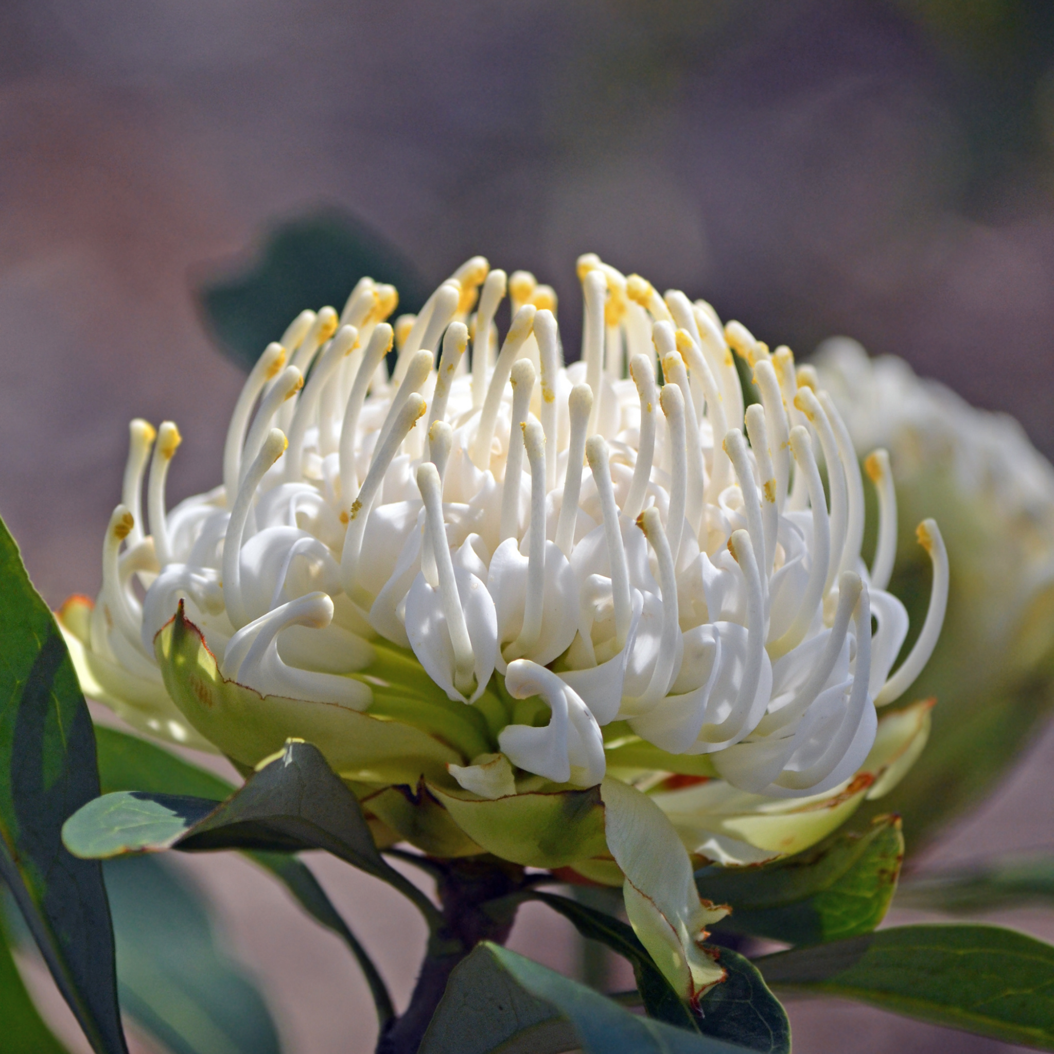 Waratah 'Shady Lady White' - Telopea speciosissima oreades Shady Lady White