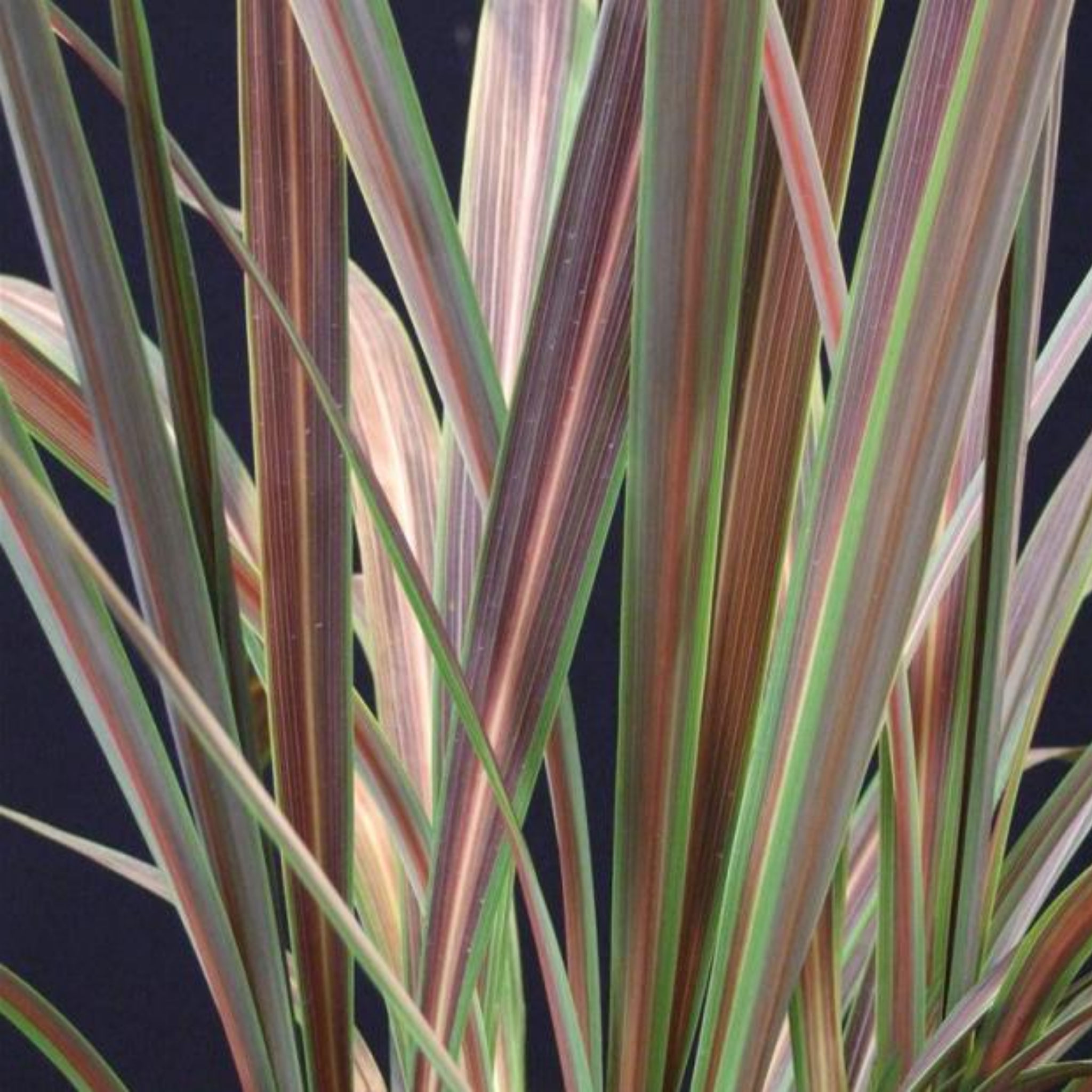 Electric Star Cabbage Tree - Cordyline banksii 'Electric Star'