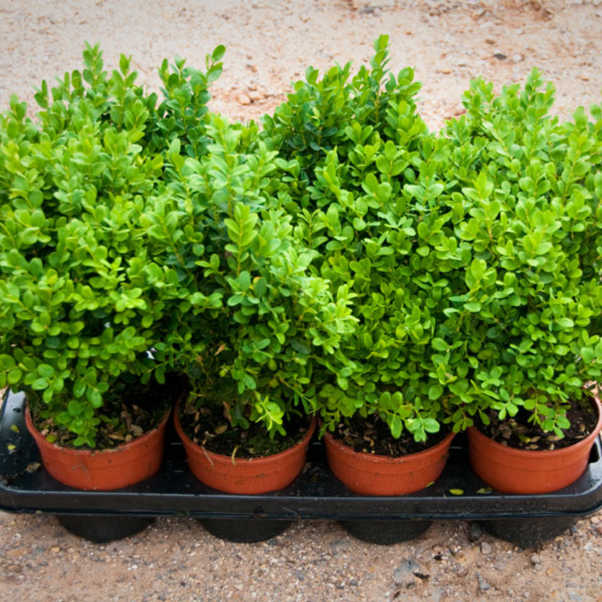 Row of potted green plants in terracotta pots on a concrete surface