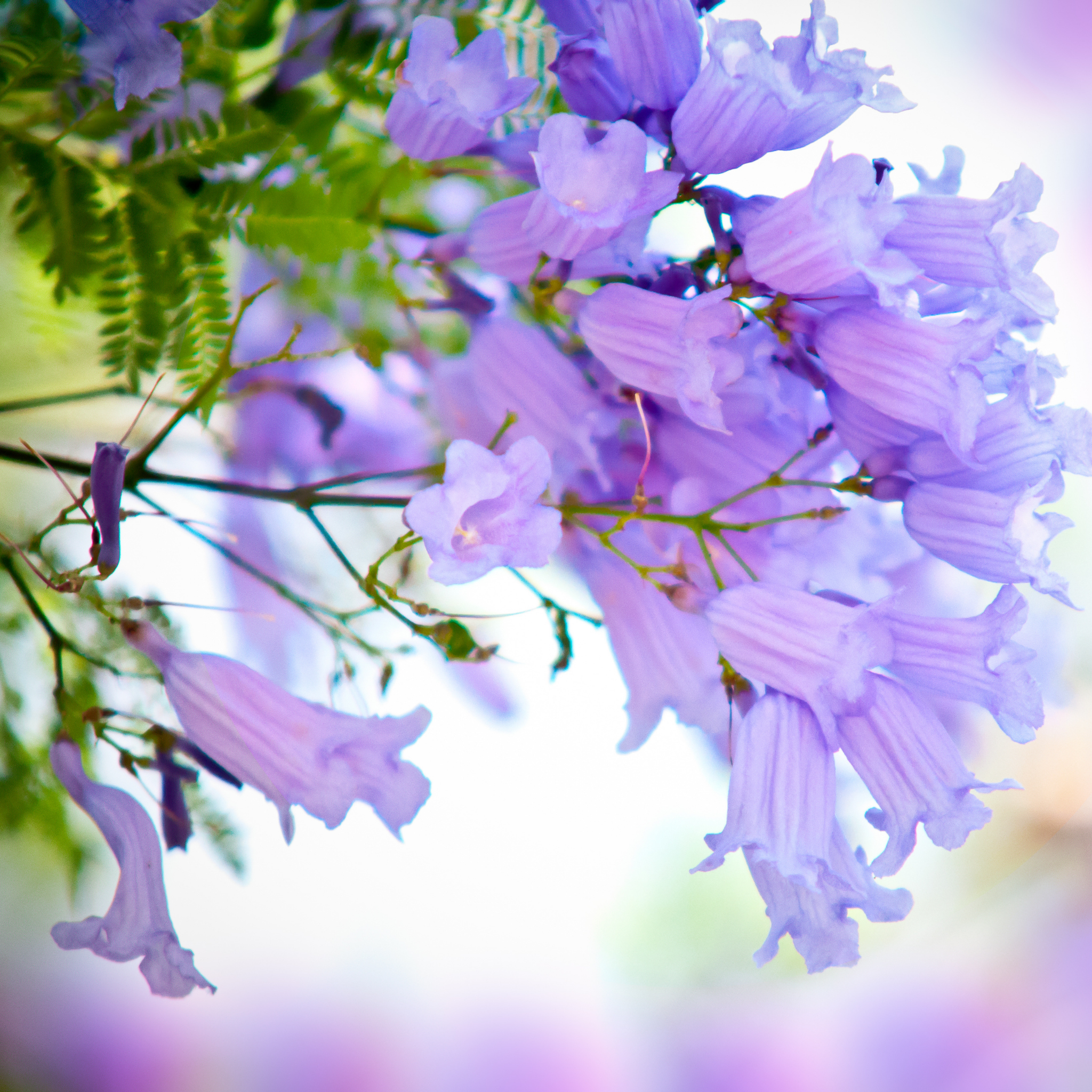 Blue Jacaranda - Jacaranda mimosifolia