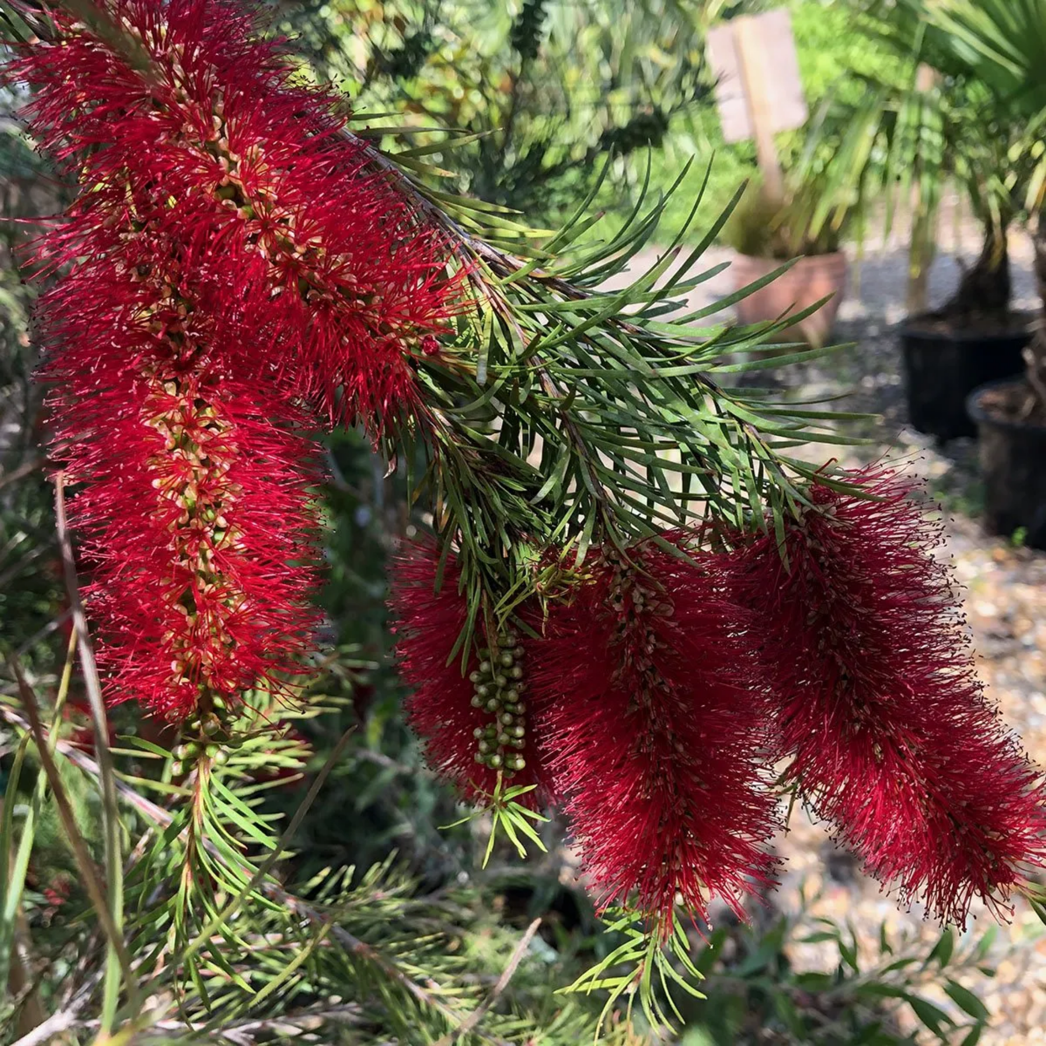 Deep Red Bottlebrush - Callistemon subulatus 'Packers Selection’