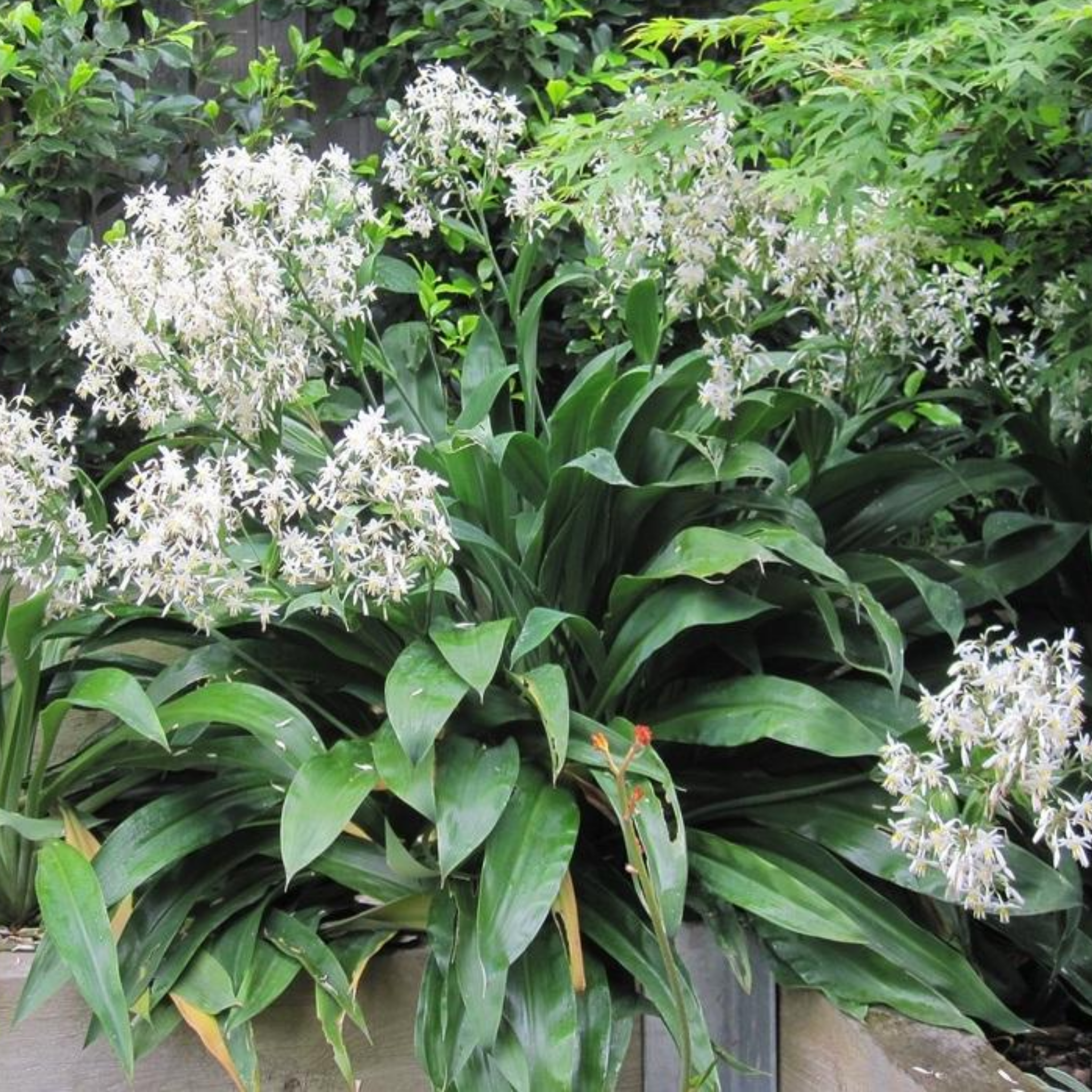 New Zealand Rock Lily 'Matapouri Bay' - Arthropodium cirratum