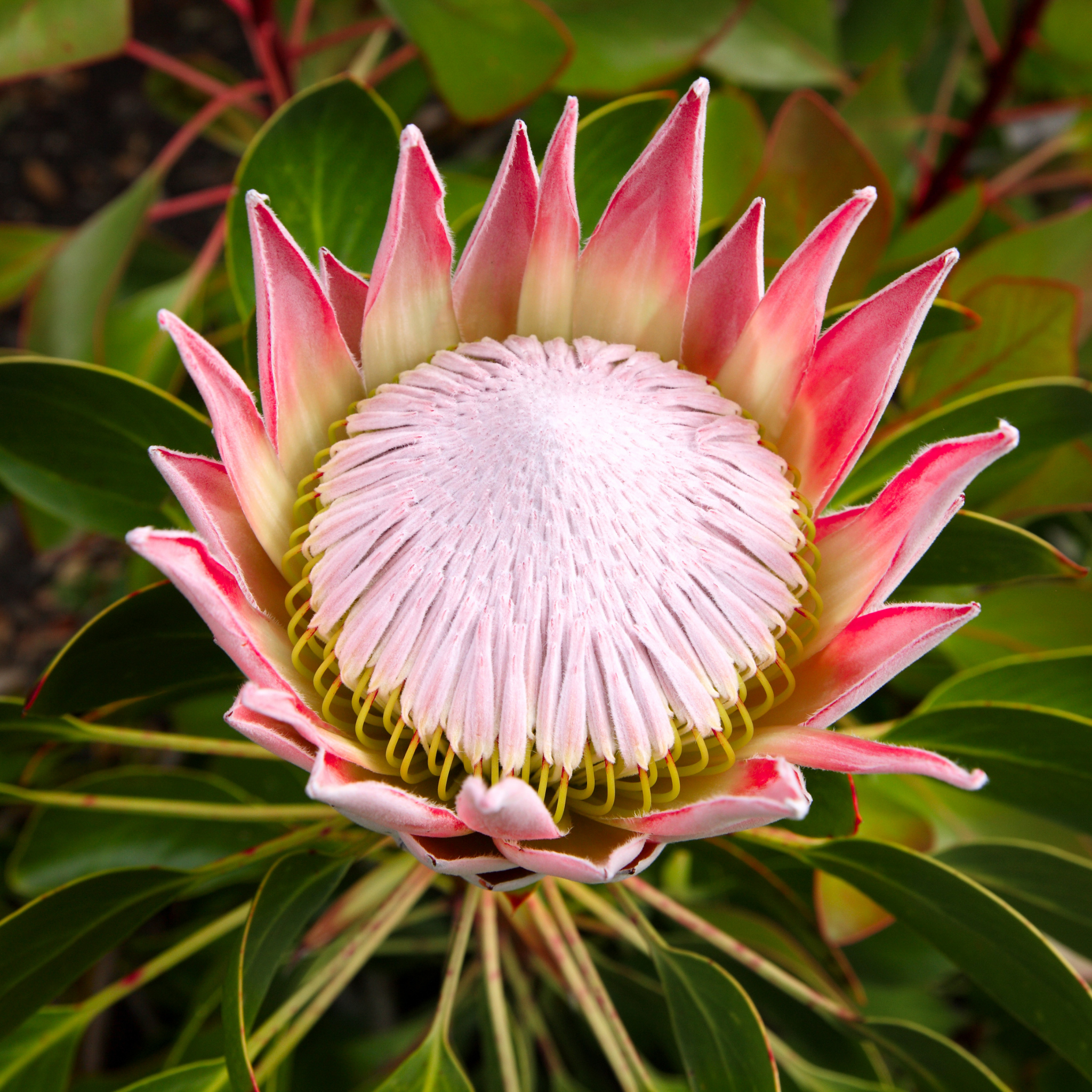 King Pink King Protea - Protea cynaroides King Pink