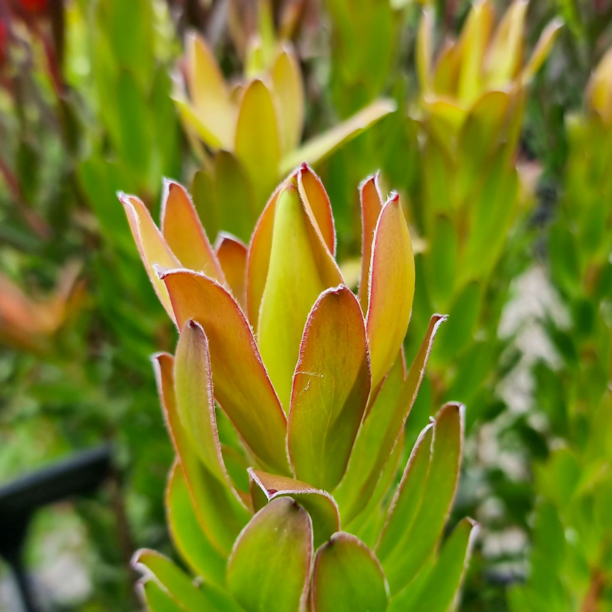 Safari Goldstrike Conebush - Leucadendron salignum Safari Goldstrike