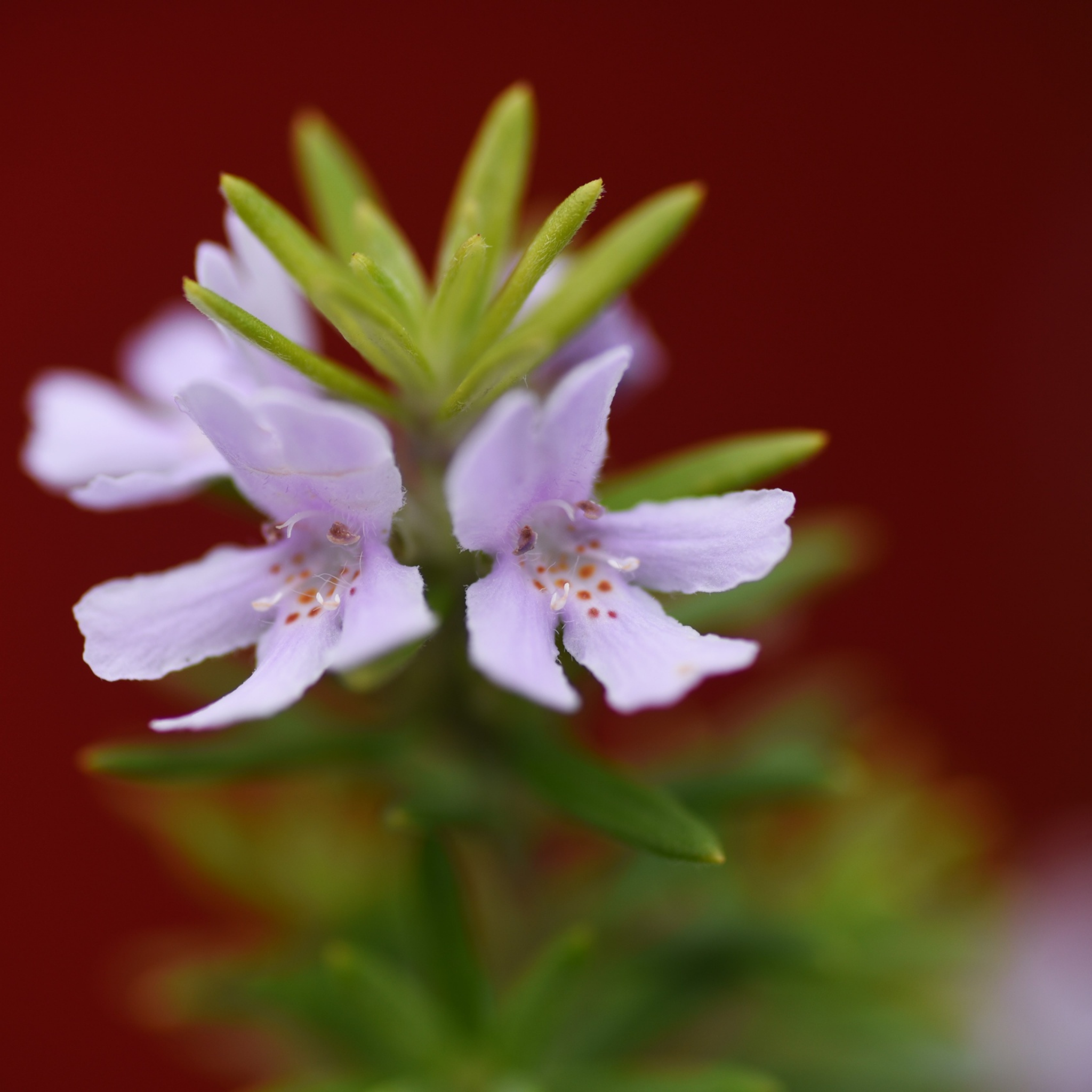 Aussie Box Native Rosemary - Westringia hybrida Aussie Box