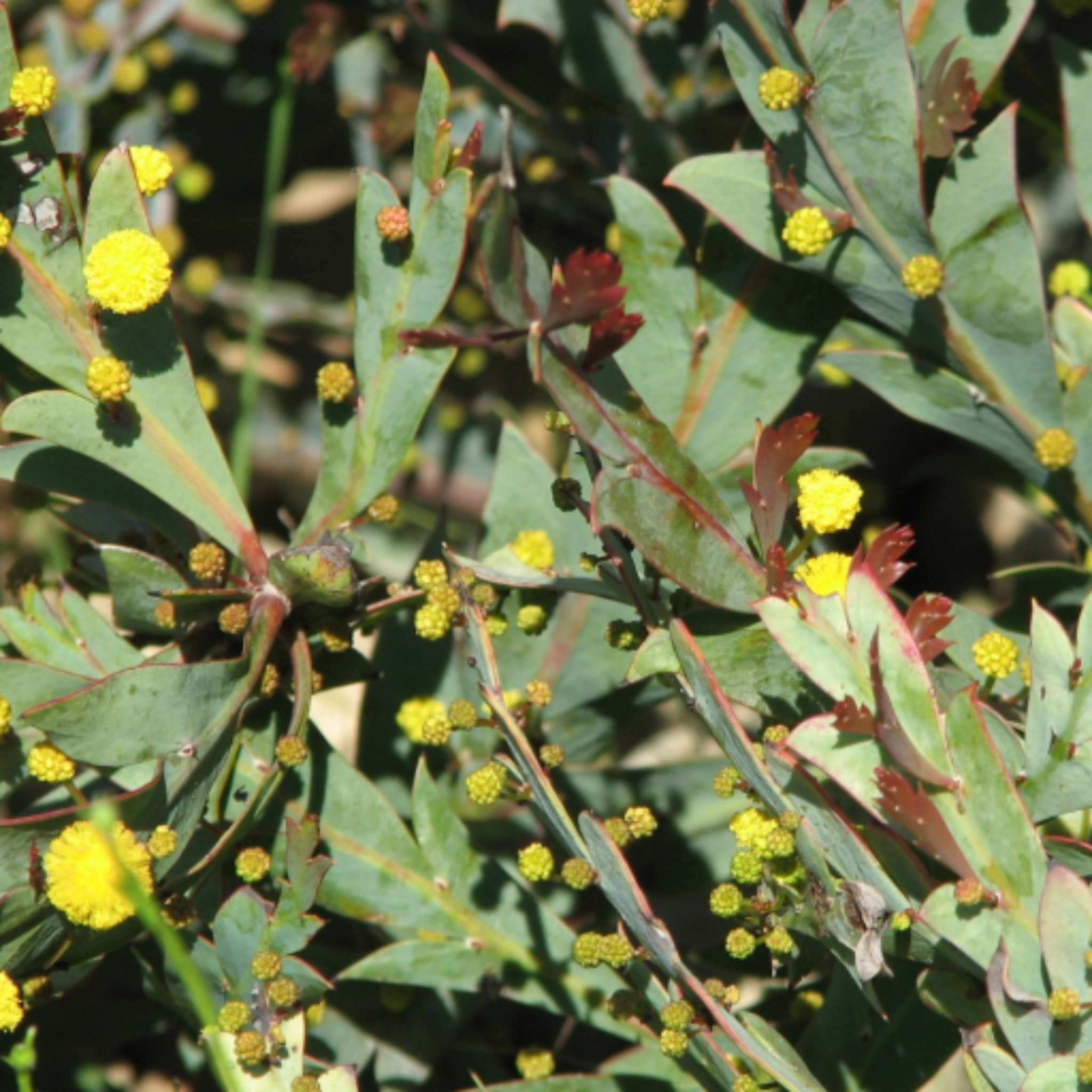 Close-up of green leaves with yellow flowers and red edges.