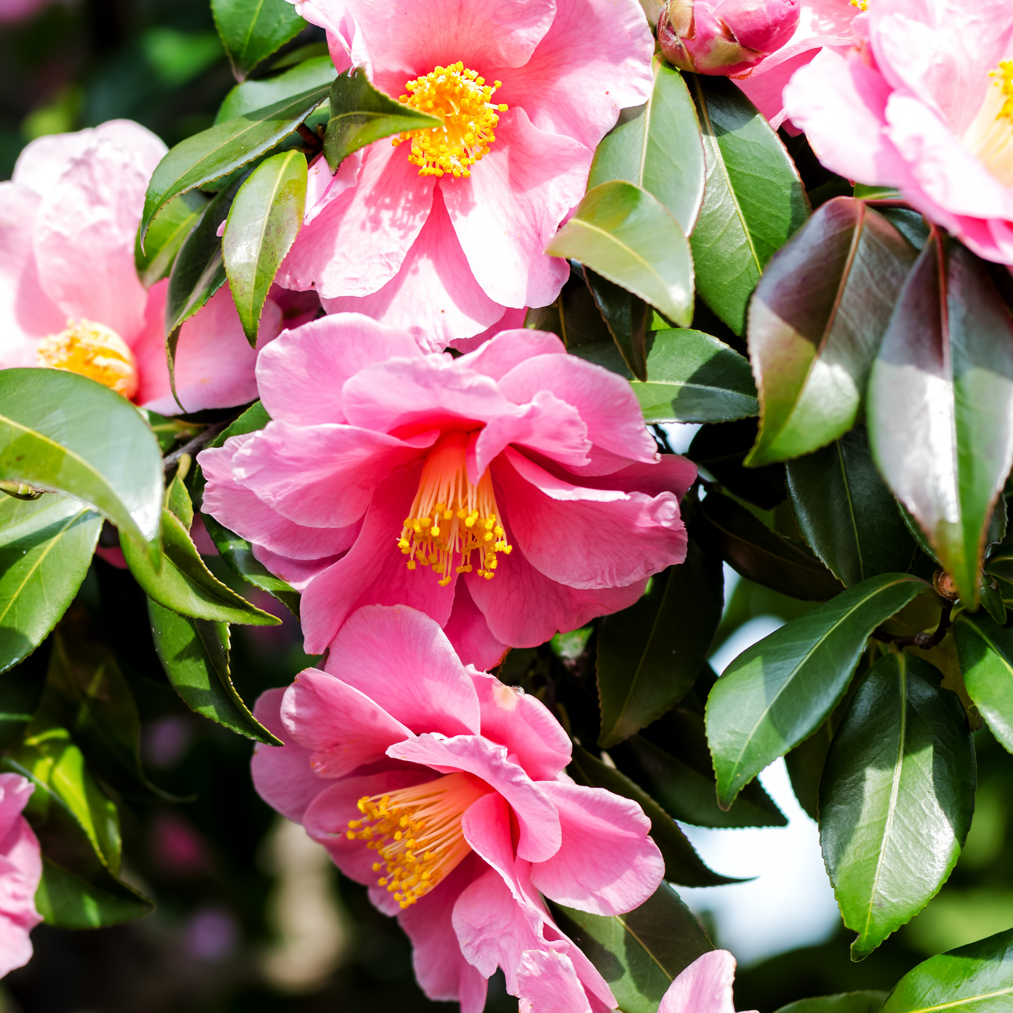 Camellia sasanqua Assorted
