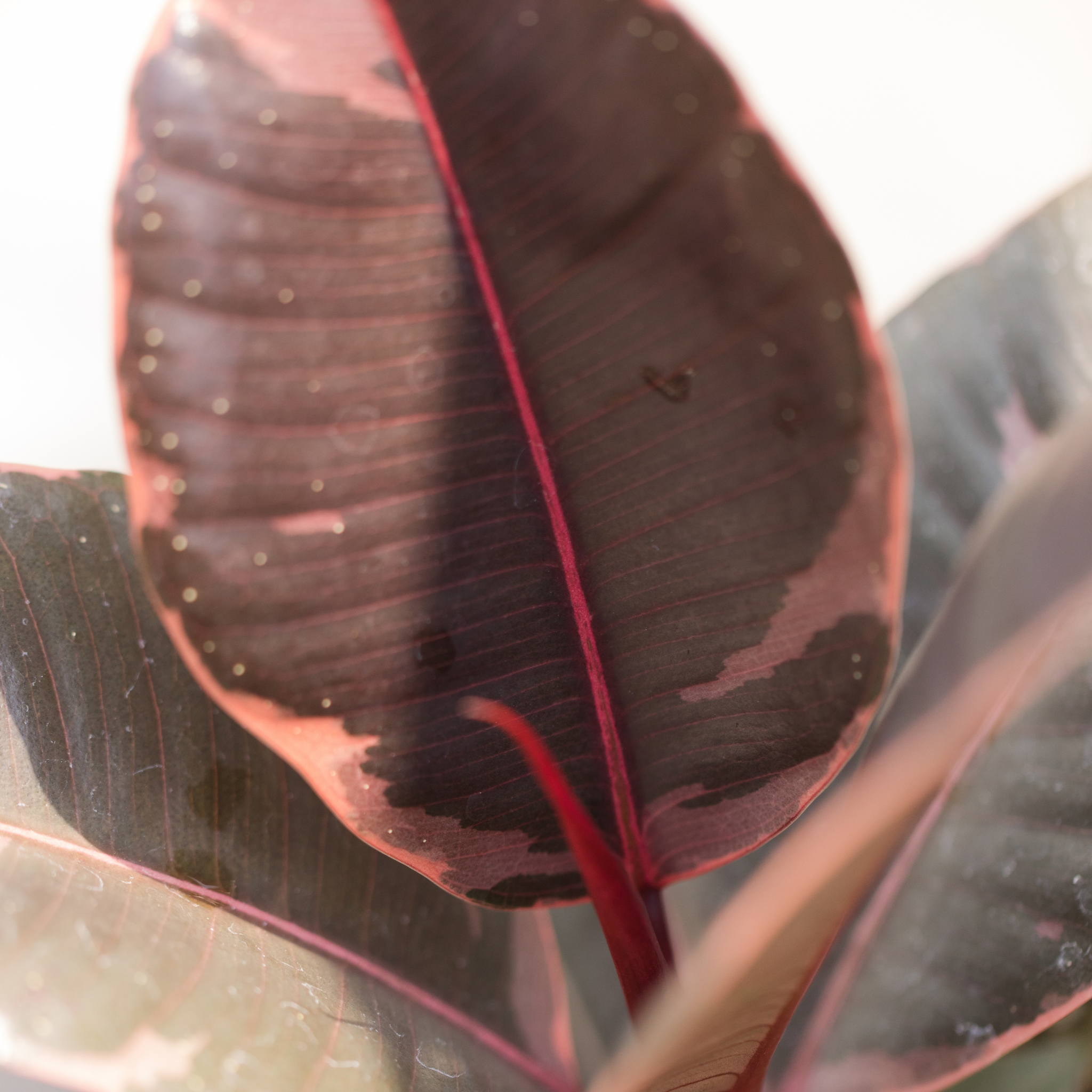 Red Rubber Tree Plant - Ficus elastica Ruby