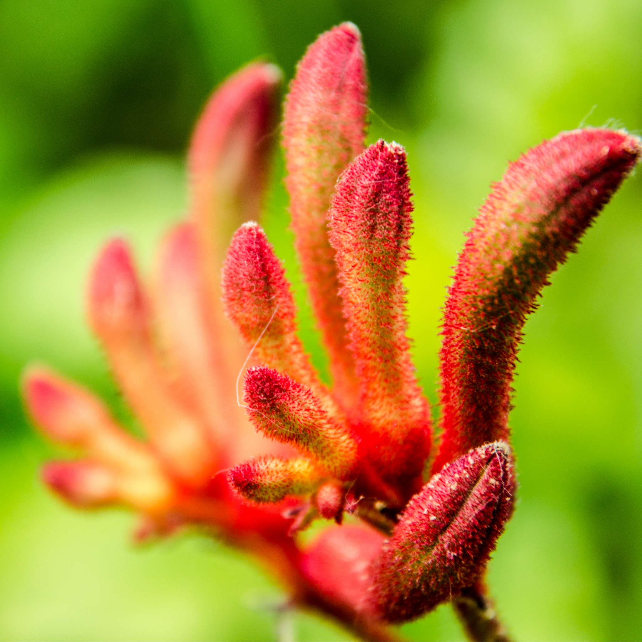 Tall Kangaroo Paw - Anigozanthos hybrida 'Landscape Tangerine'