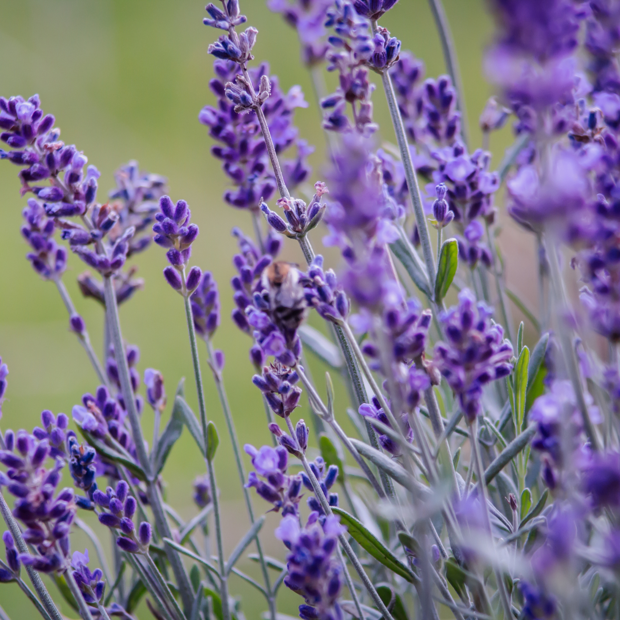 Compact English Lavender - Lavandula angustifolia Hidcote
