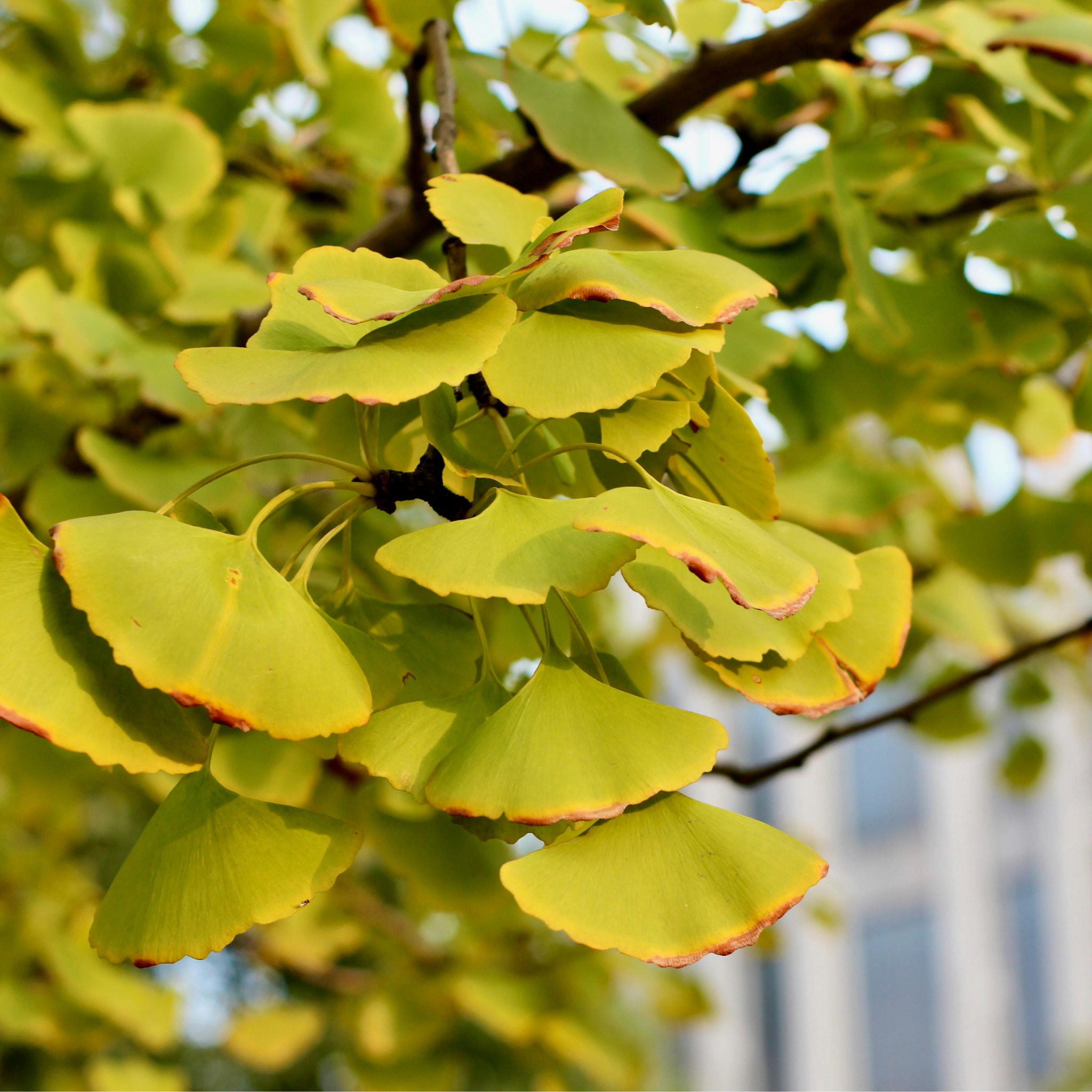 Ginkgo biloba Lemonlime Spire PBR - Upright Maidenhair Tree