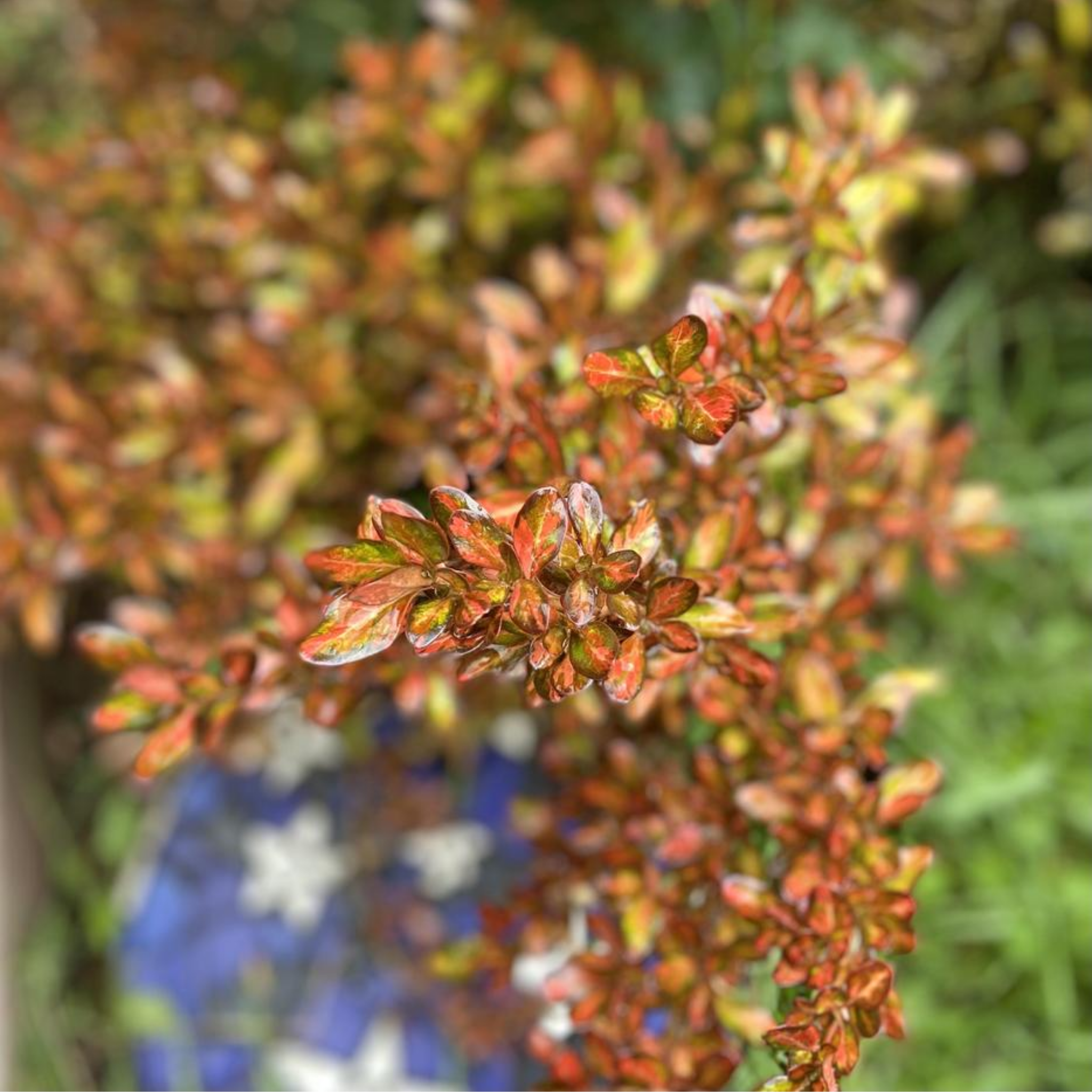 Mirror Bush Evening Glow - Coprosma repens 'Evening Glow'