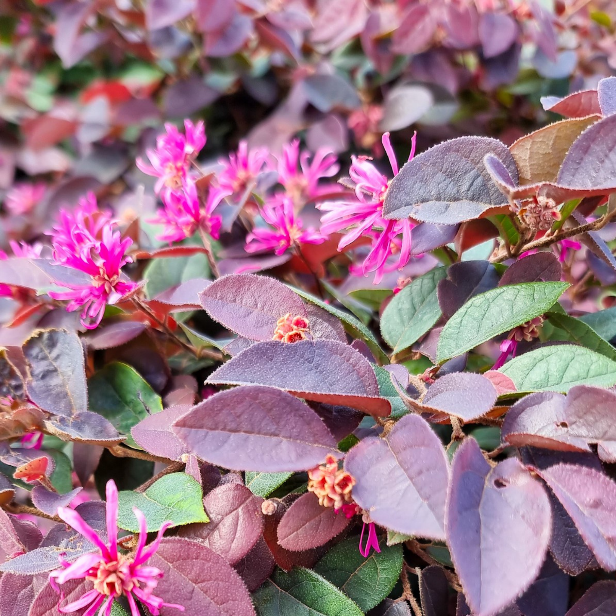 Chinese pink fringe flower - Loropetalum chinense rubrum 'China Pink'
