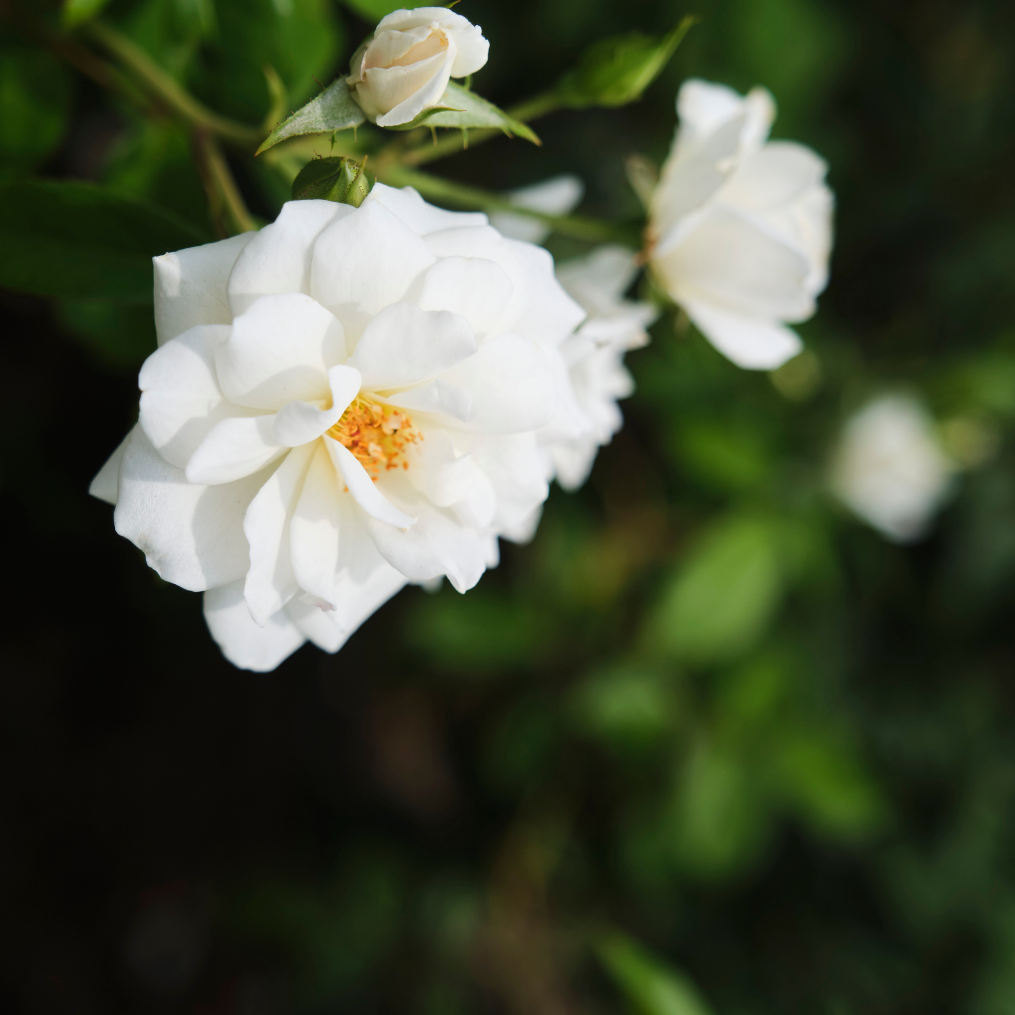 Iceberg Floribunda Rose - Rosa Iceberg