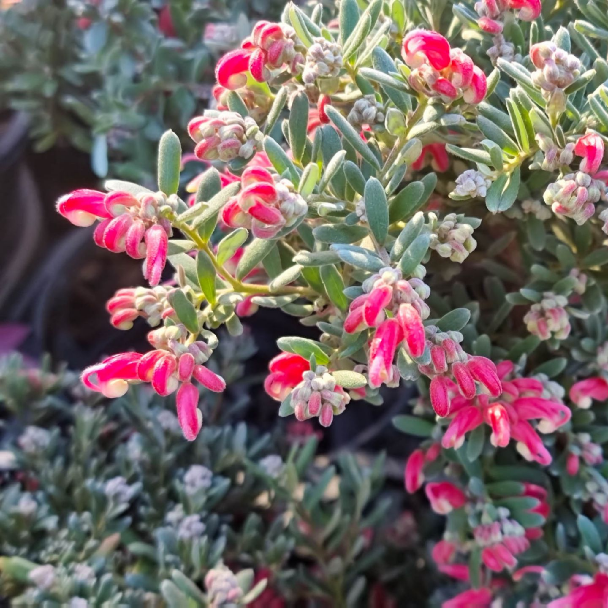 Grevillea 'Jelly Baby' - Grevillea lavandulacea alpina Jelly Baby