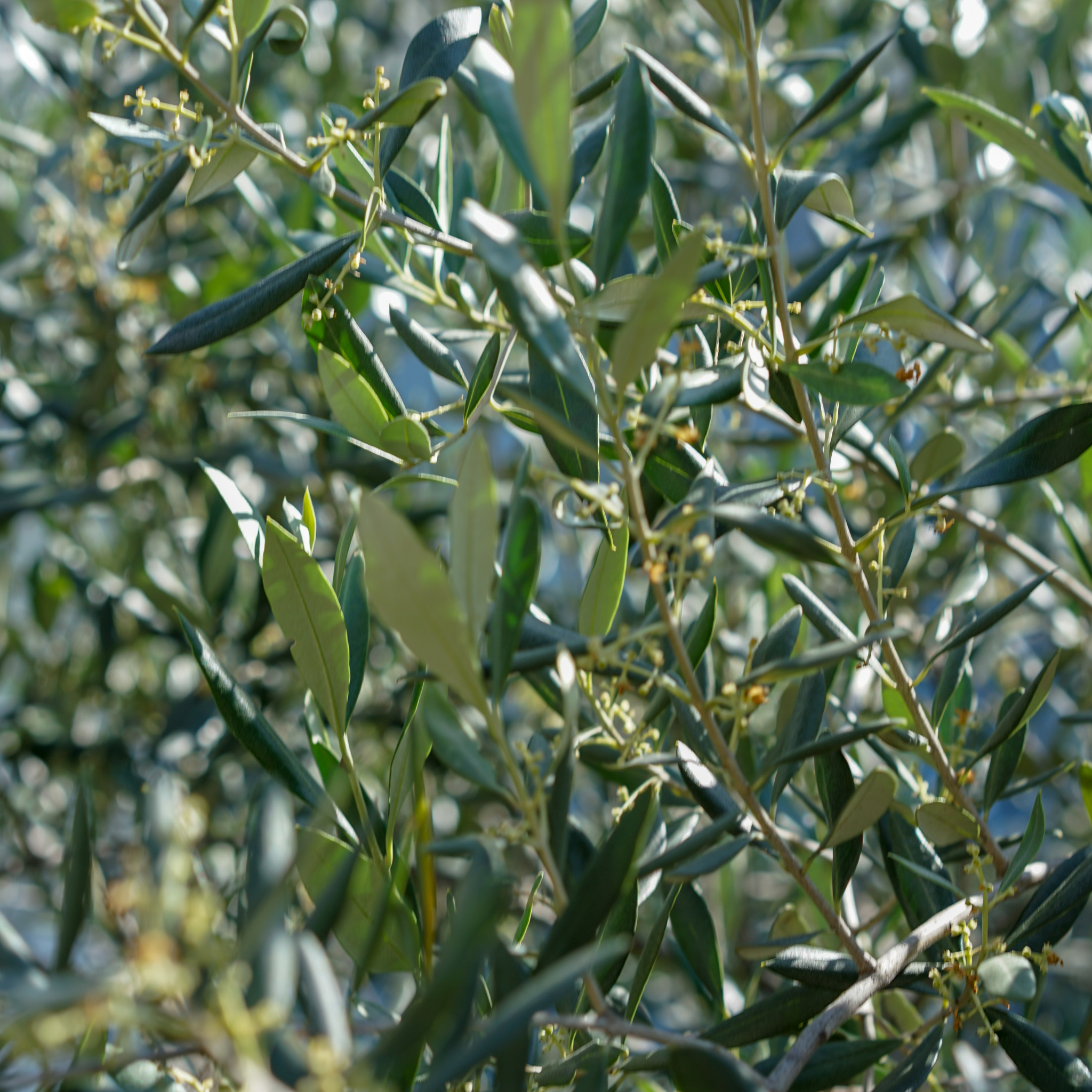 Olive Tolleys Upright - Olea europaea Tolleys Upright