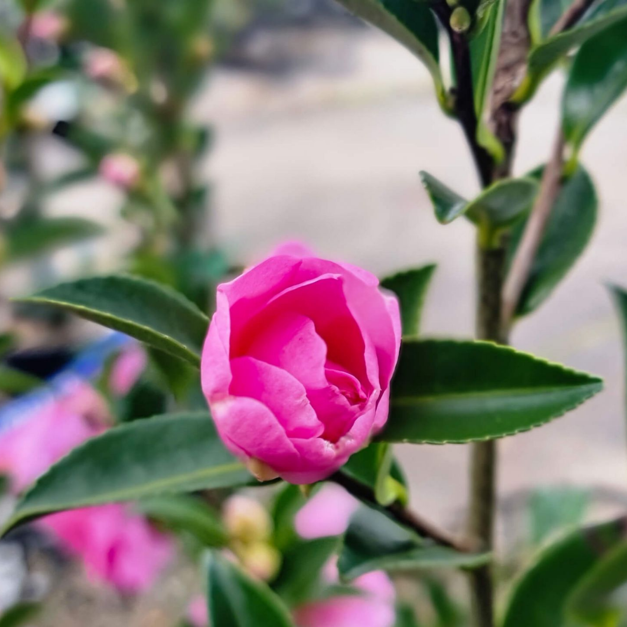 Camellia With Love - Camellia sasanqua 'With Love'