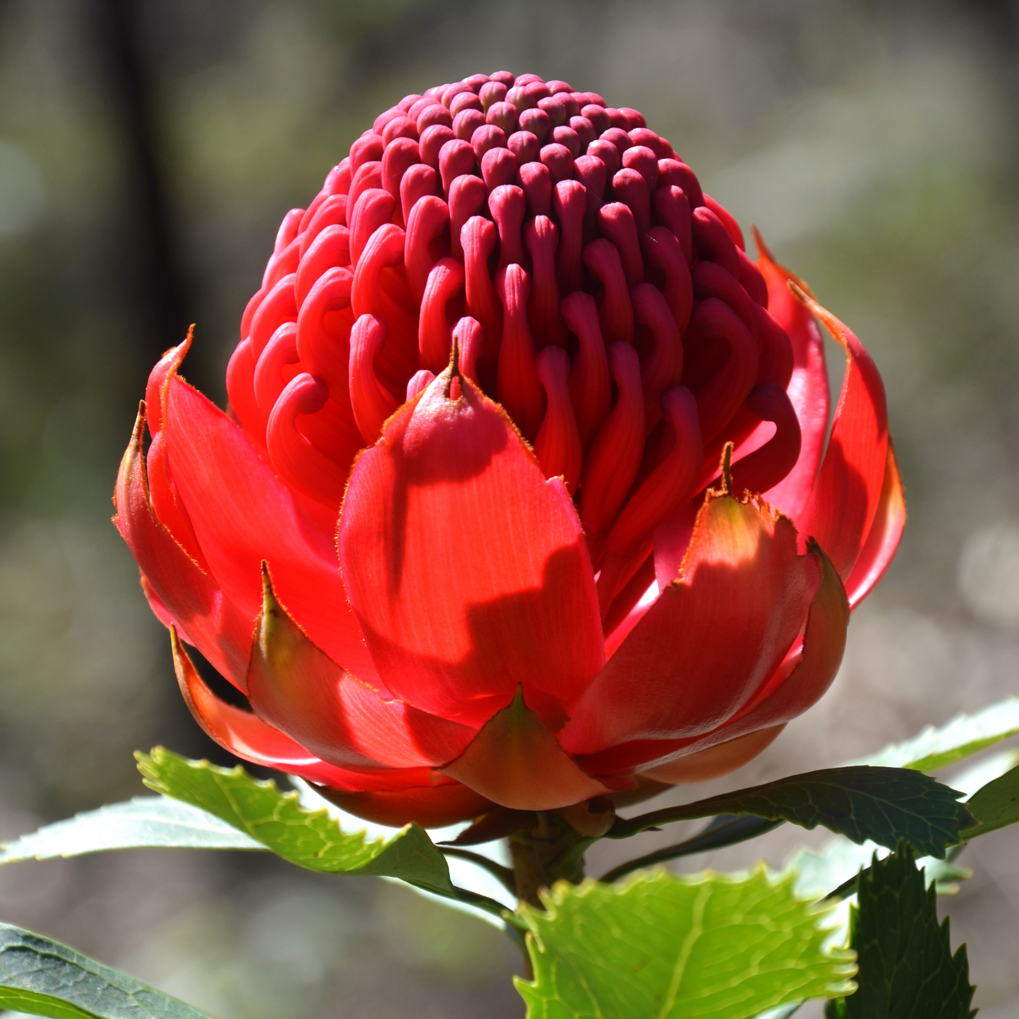 Waratah 'Shady Lady Crimson' - Telopea speciosissima oreades Shady Lady Crimson