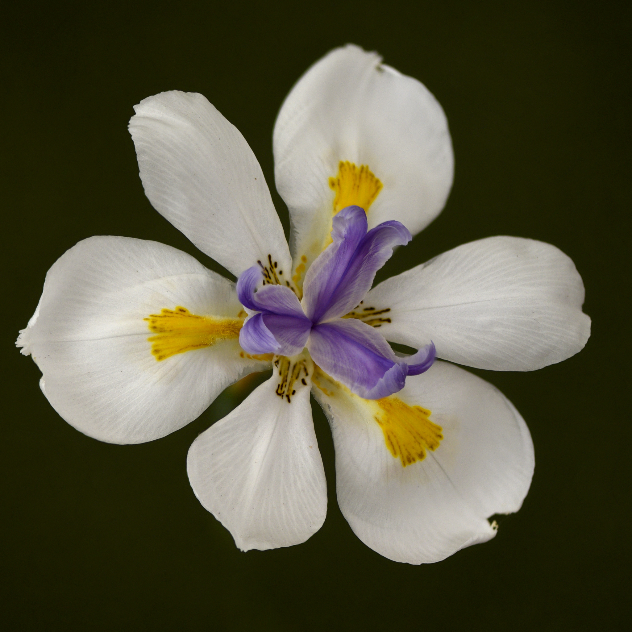 African Iris - Dietes iridioides