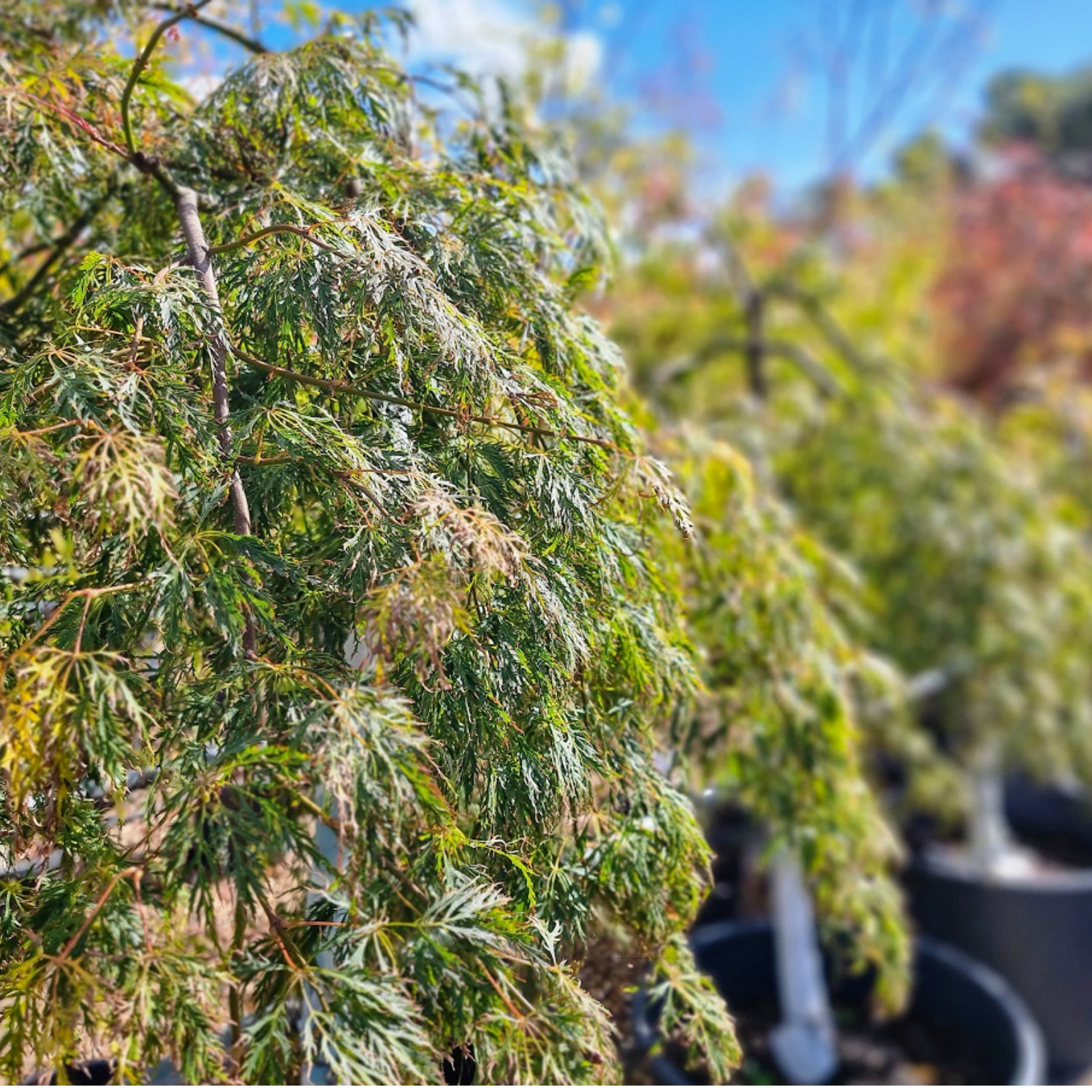 Weeping Japanese Maple Ellen - Acer palmatum Dissectum Ellen
