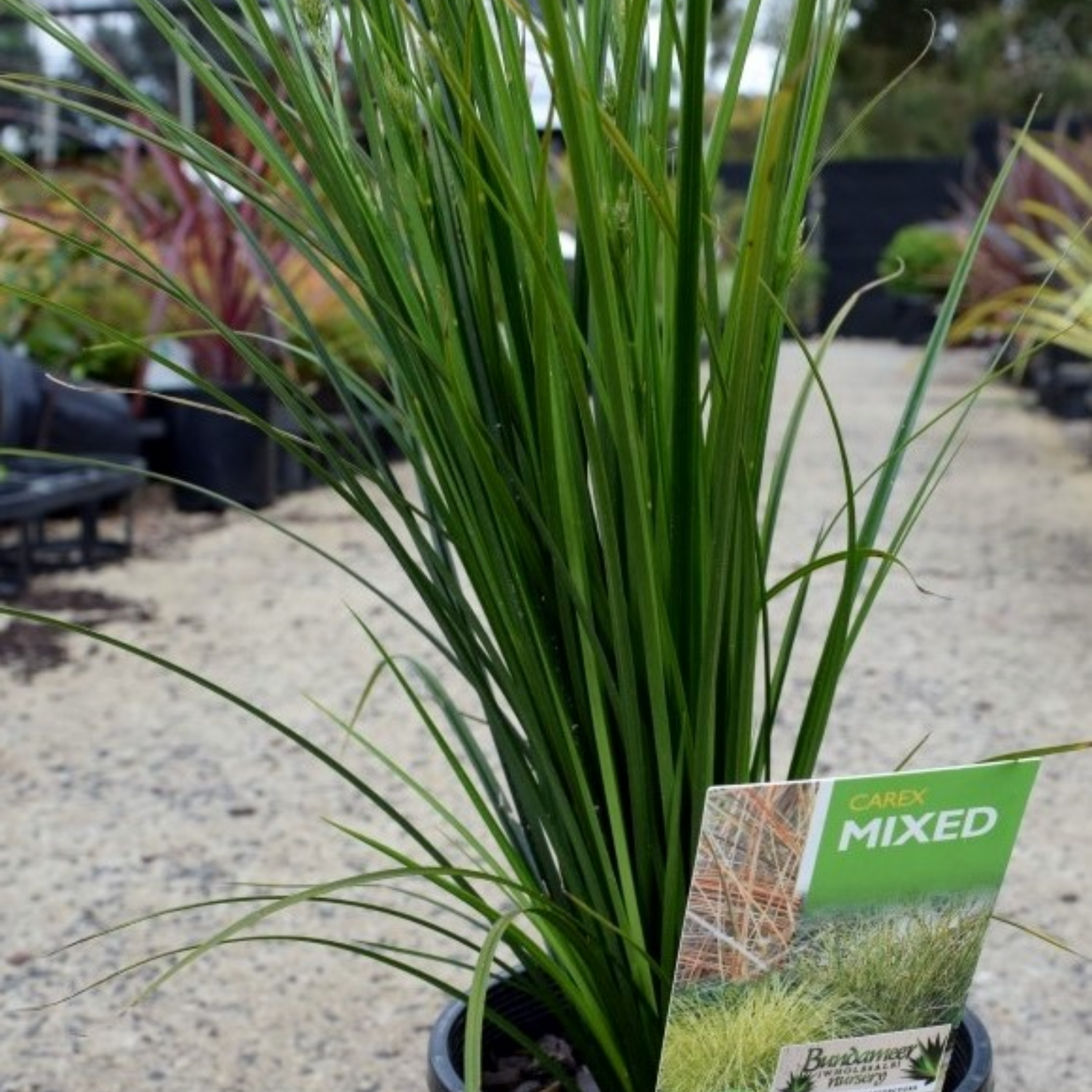 Potted plant with a 'Carex Mixed' label in an outdoor setting