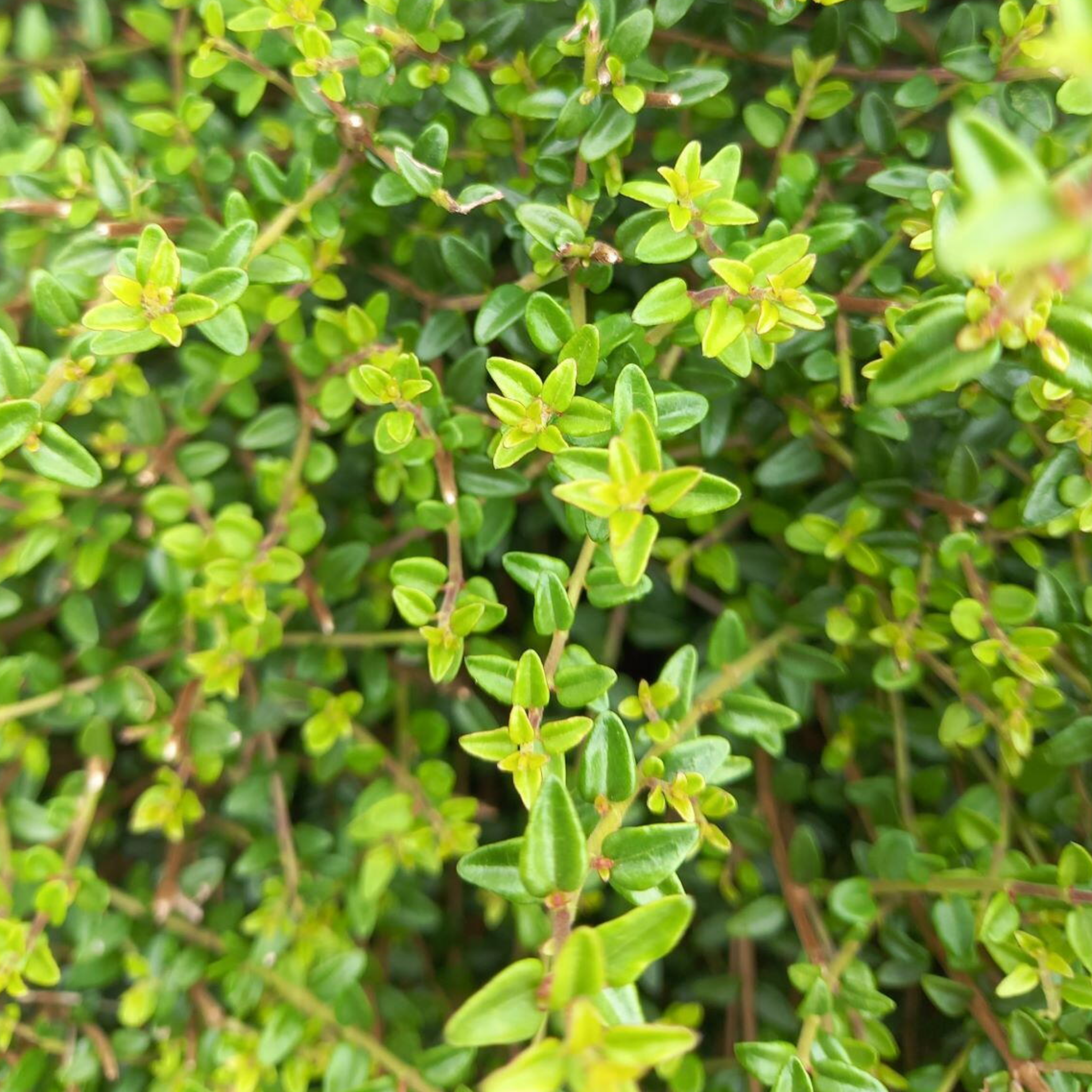 Boxleaf Honeysuckle - Lonicera nitida