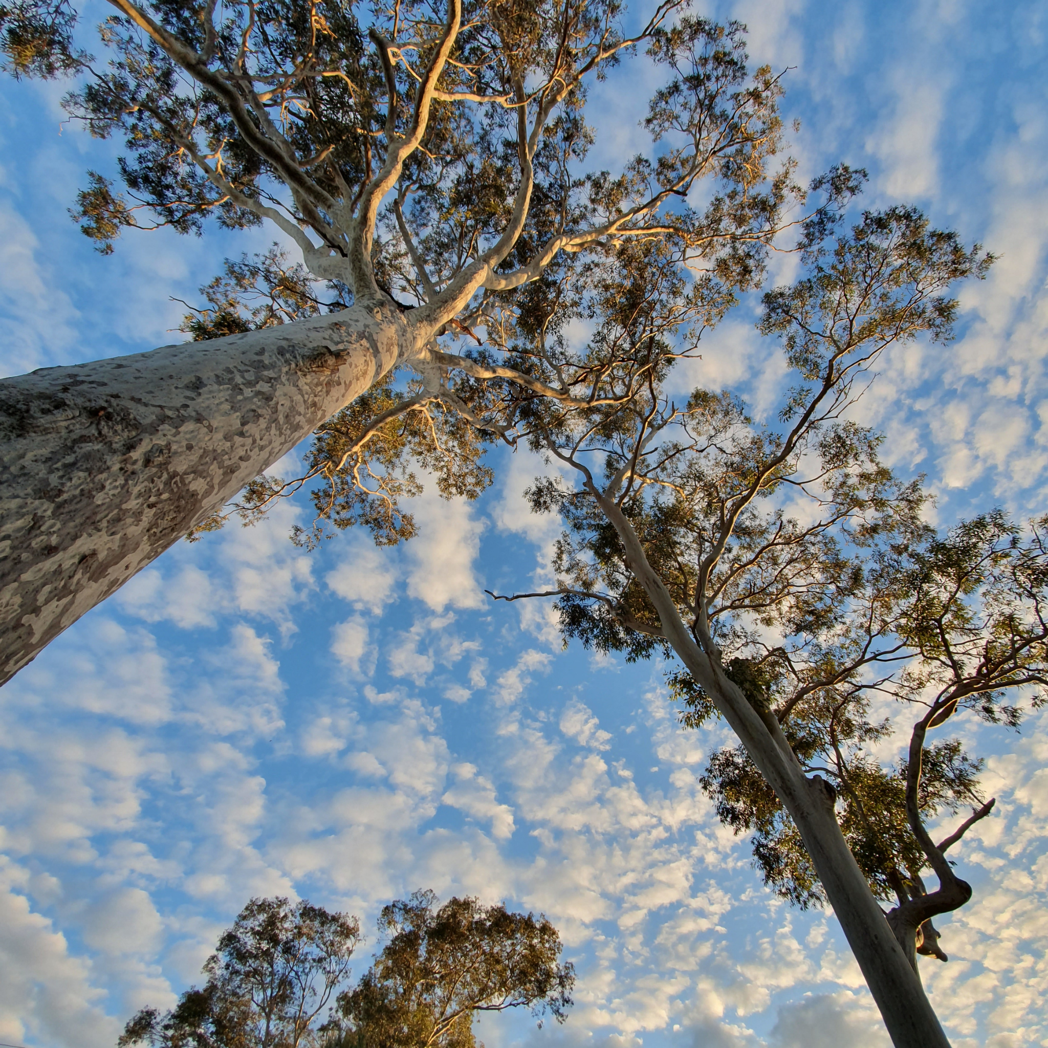 Spotted Gum Tree - Corymbia maculata