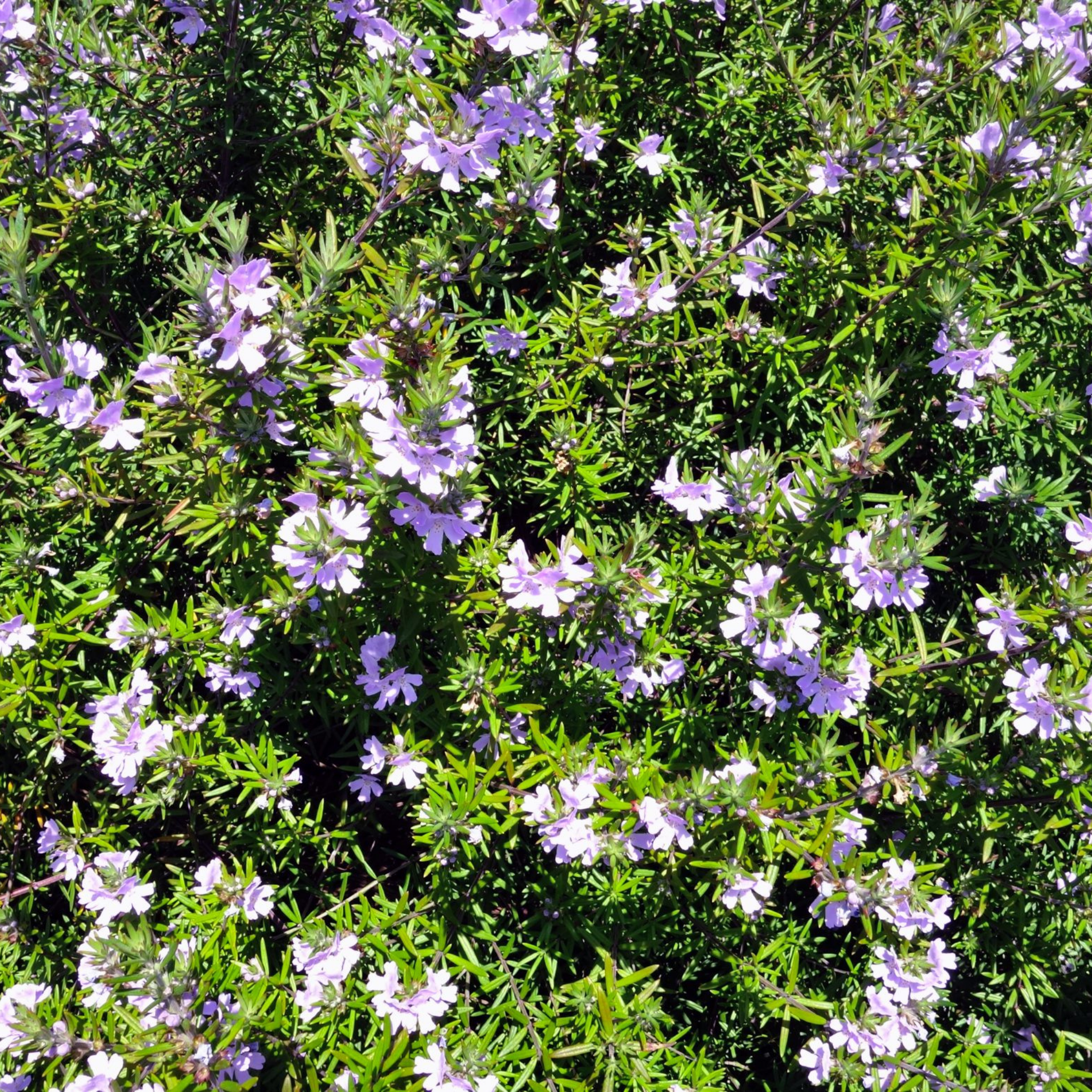 Westringia Lilac and Lace - Westringia brevifolia raleighii 'Lilac And Lace'