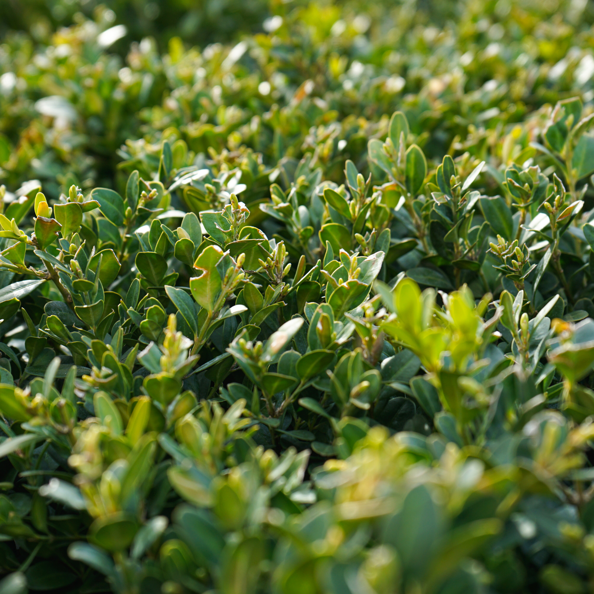 Close-up of a dense green bush with leaves