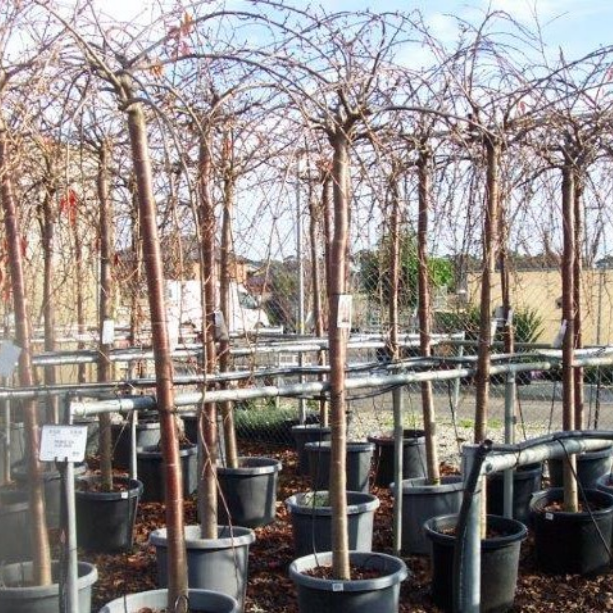 Row of bare-root trees in pots in a nursery setting