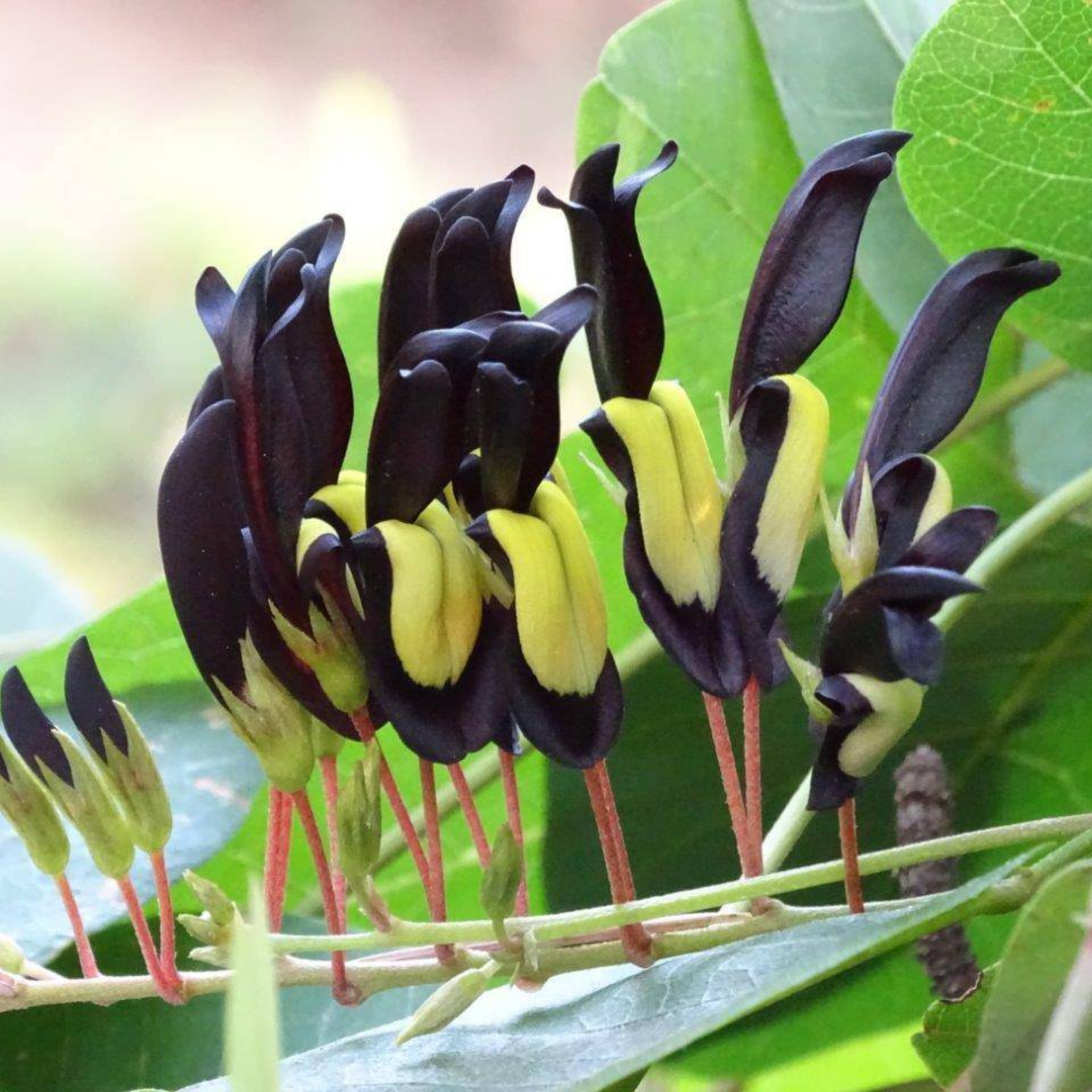 Black Coral Pea - Kennedia nigricans