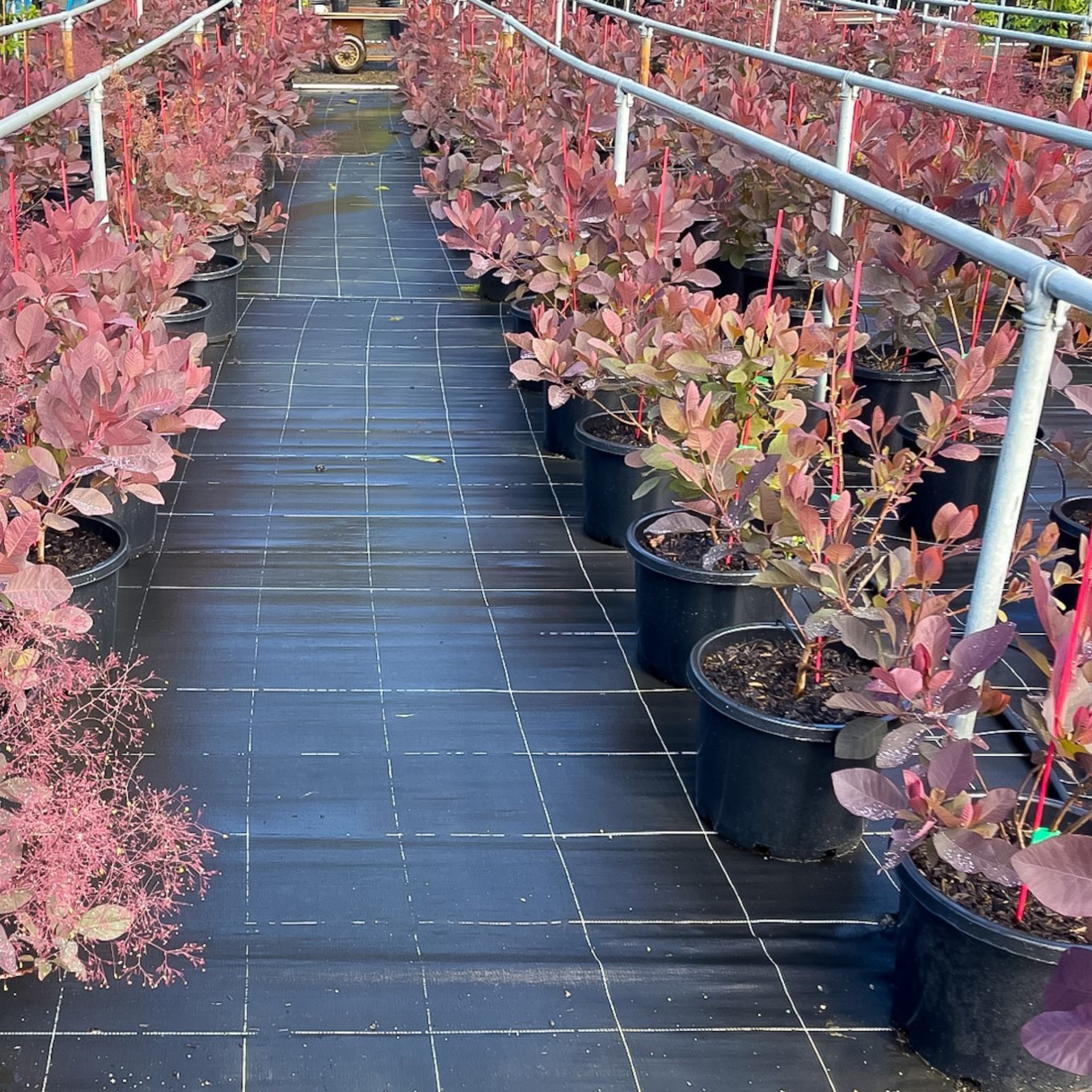 Cotinus coggygria Grace Smoke Tree - Cotinus coggygria Grace