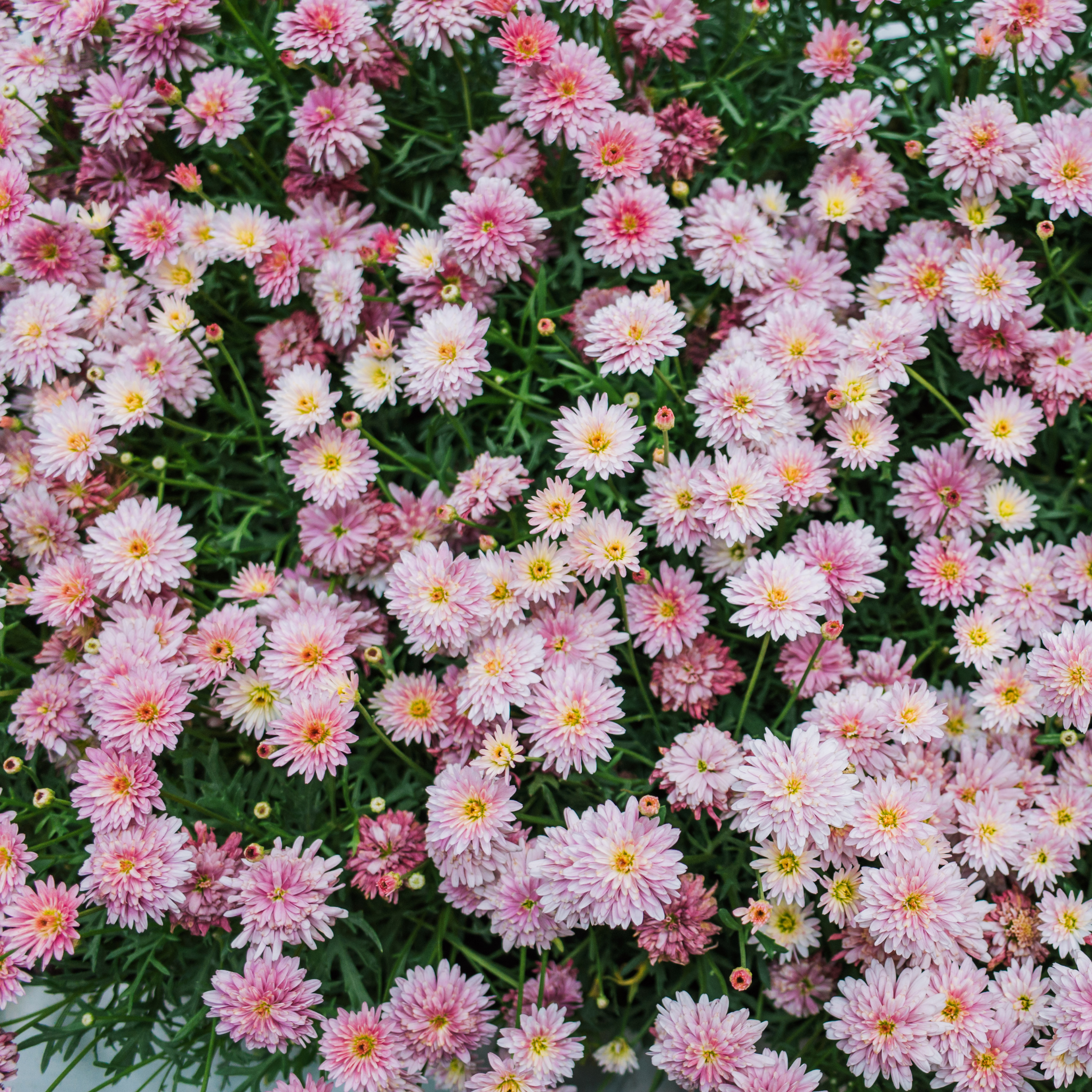 Marguerite Daisy Honeybees Spider Pink - Argyranthemum hybrida 'Honeybees Spider Pink'