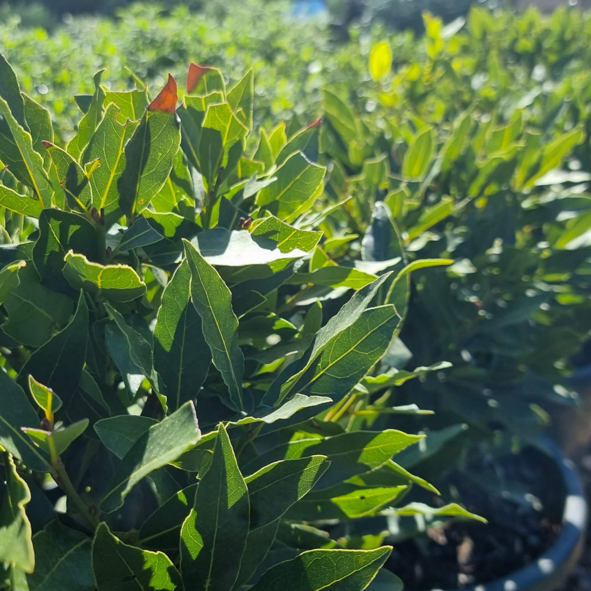 Bay Laurel 'Miles Choice' - Laurus nobilis Miles Choice