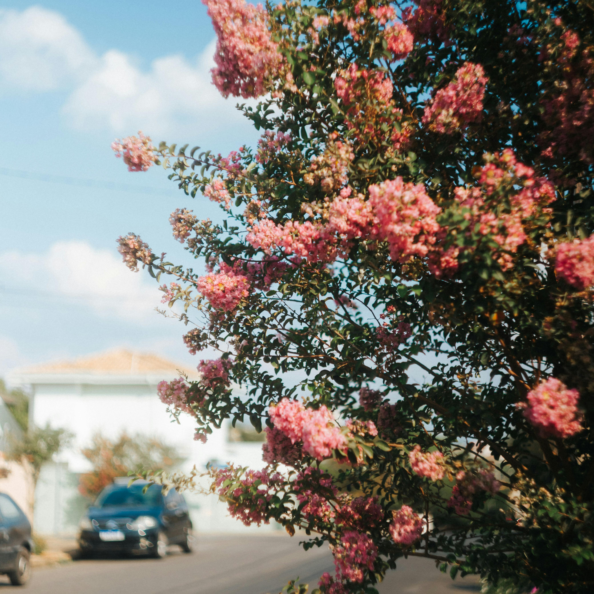 Pink Crepe Myrtle - Lagerstroemia indica fauriei Biloxi