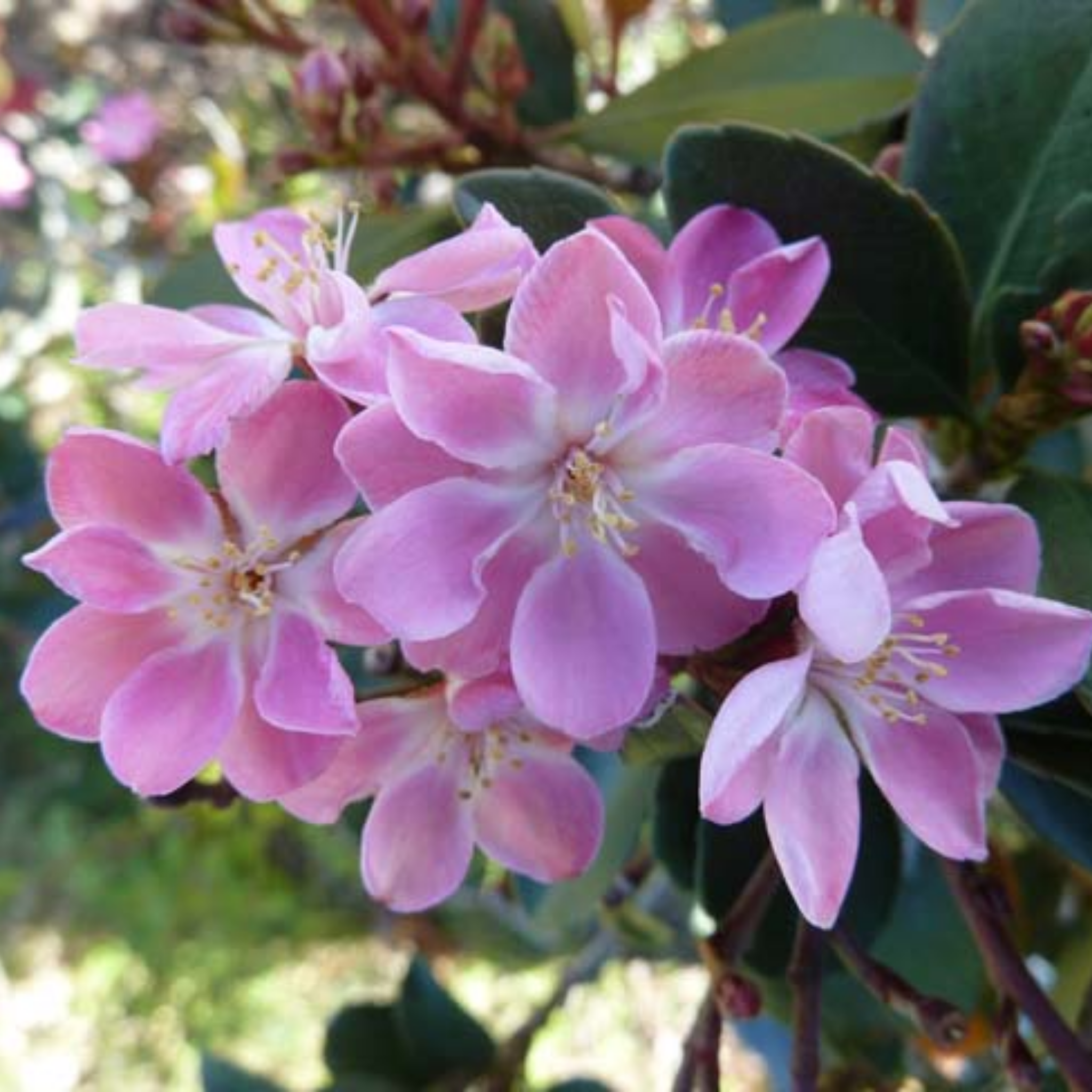 Oriental Pink Indian Hawthorn - Rhaphiolepis hybrida Oriental Pink
