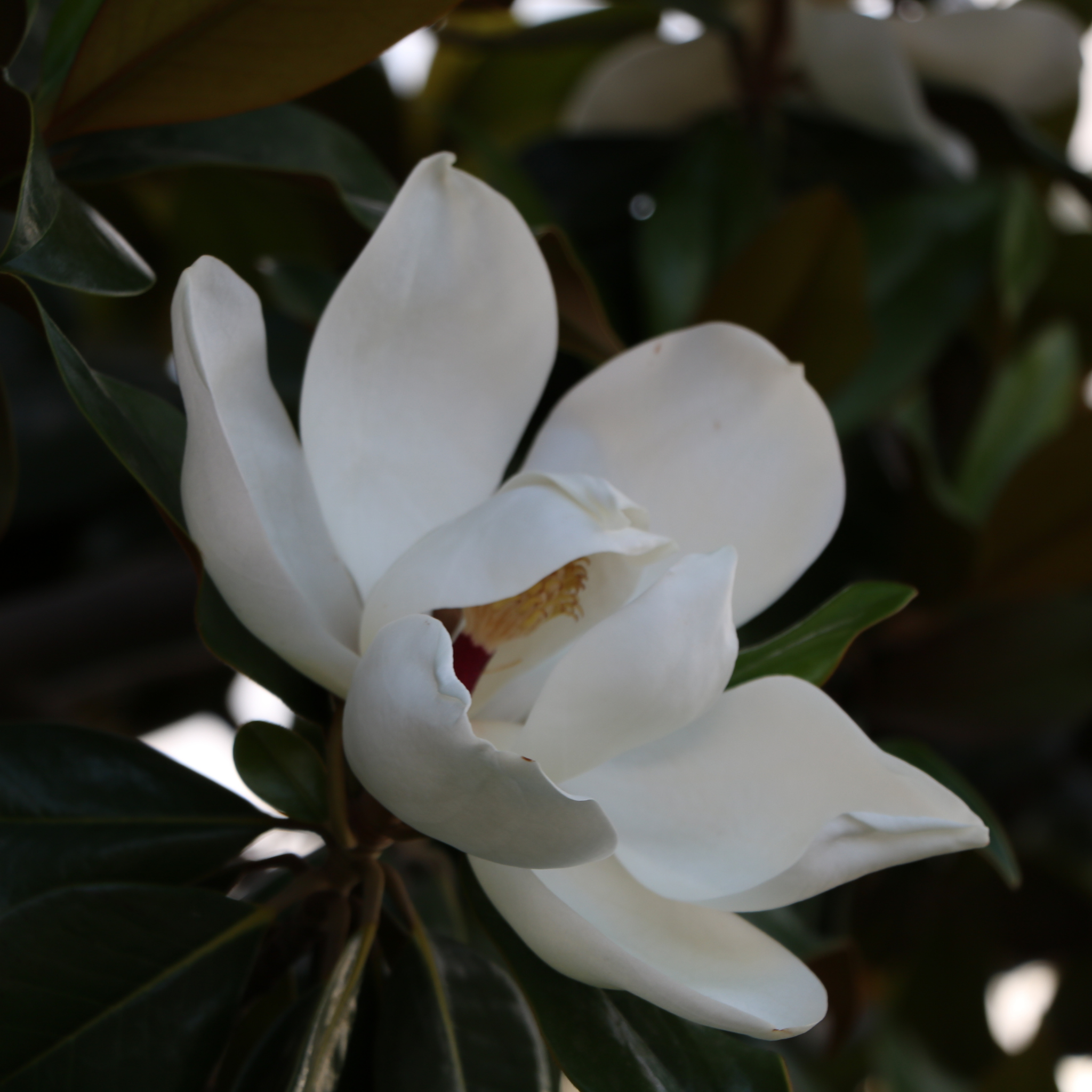 Southern Magnolia - Magnolia grandiflora 'Coolwyn Gloss'