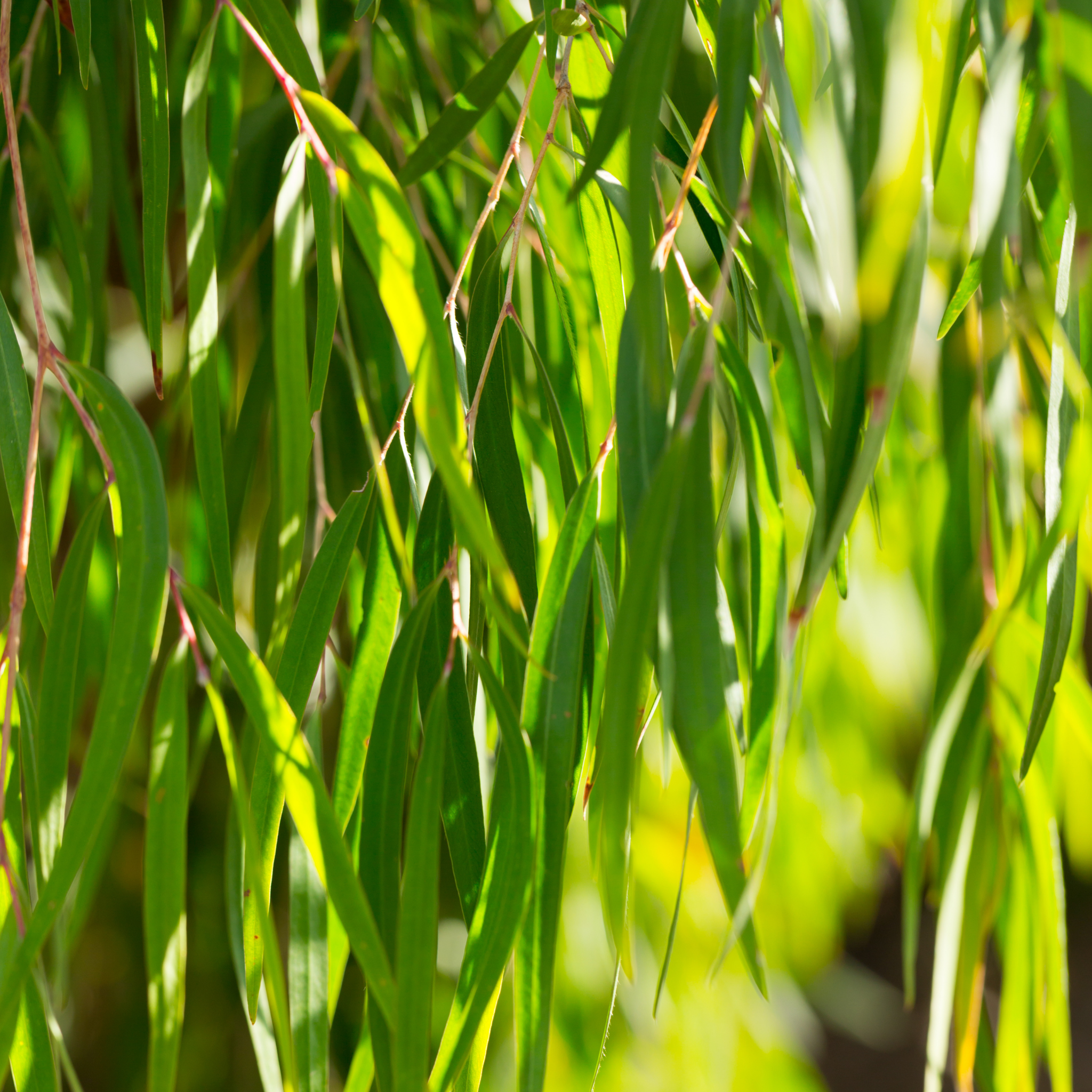 Close-up of green leaves with a blurred natural background