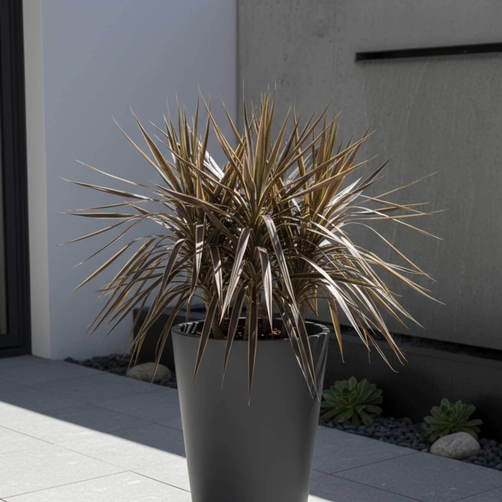 Electric Flash Cabbage Tree - Cordyline banksii 'Electric Flash'