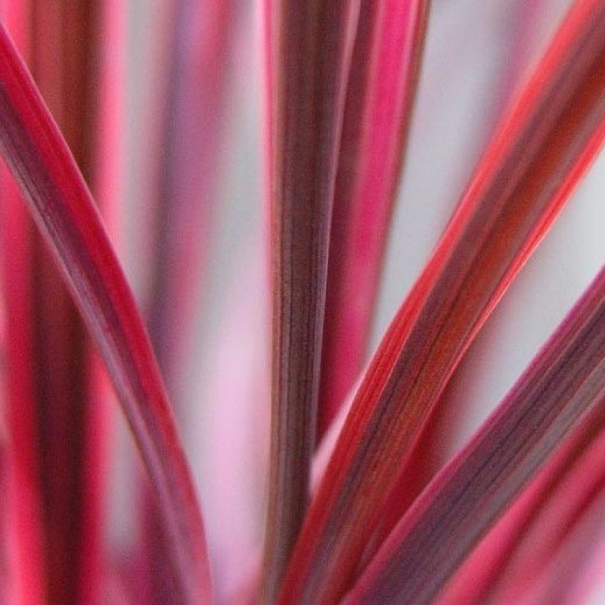 Electric Pink Cordyline - Cordyline banksii 'Electric Pink'