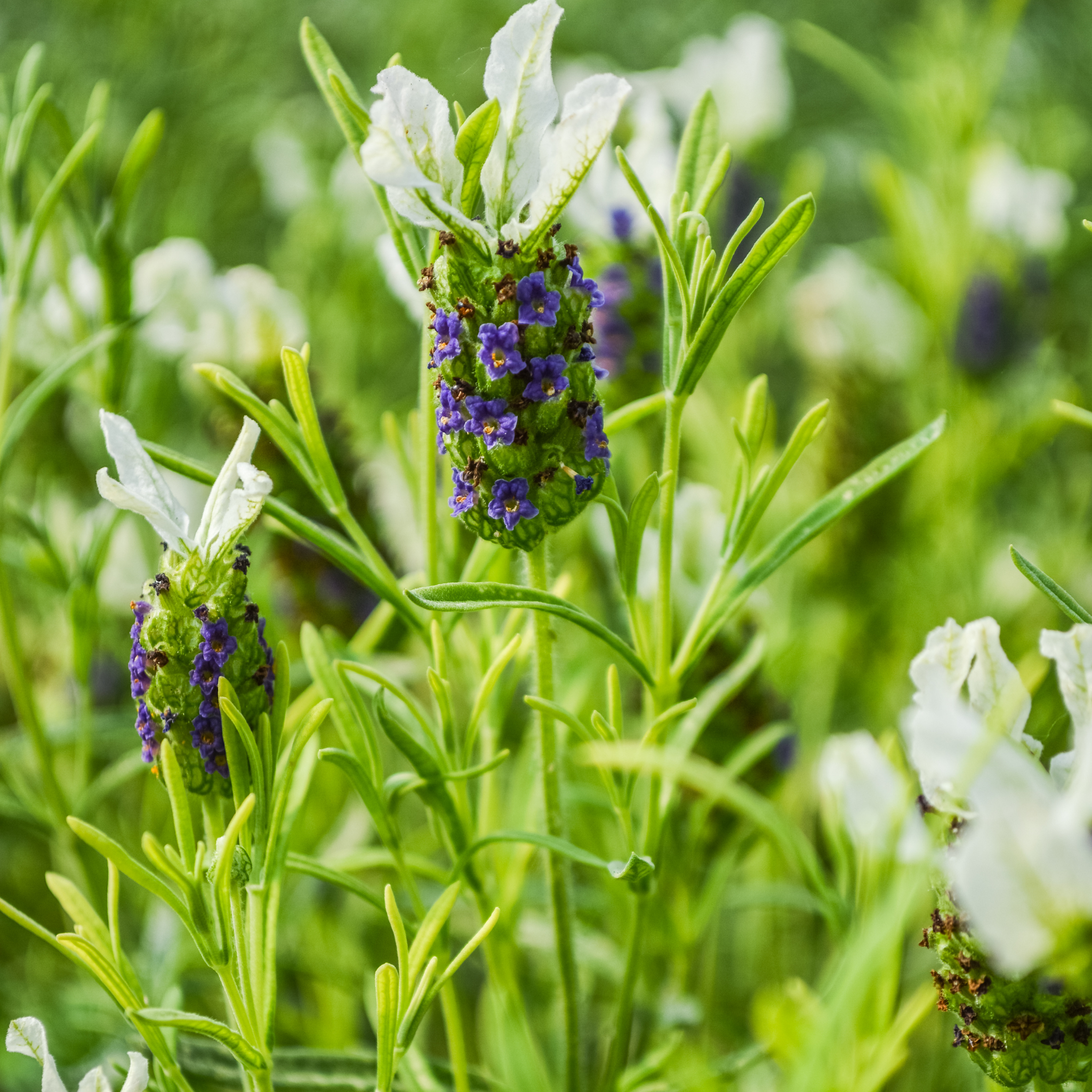 Italian Javelin Forte White Lavender - Lavandula stoechas 'Javelin Forte White'