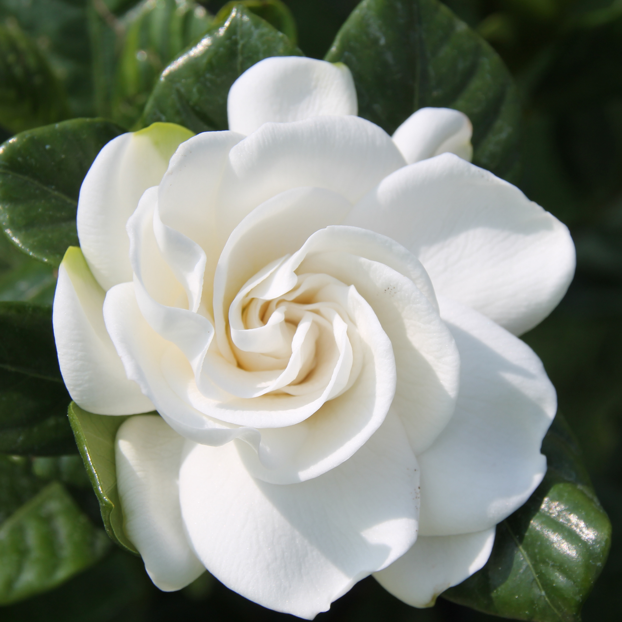 Fragrant Gardenia augusta Professor Pucci - Gardenia augusta Professor Pucci