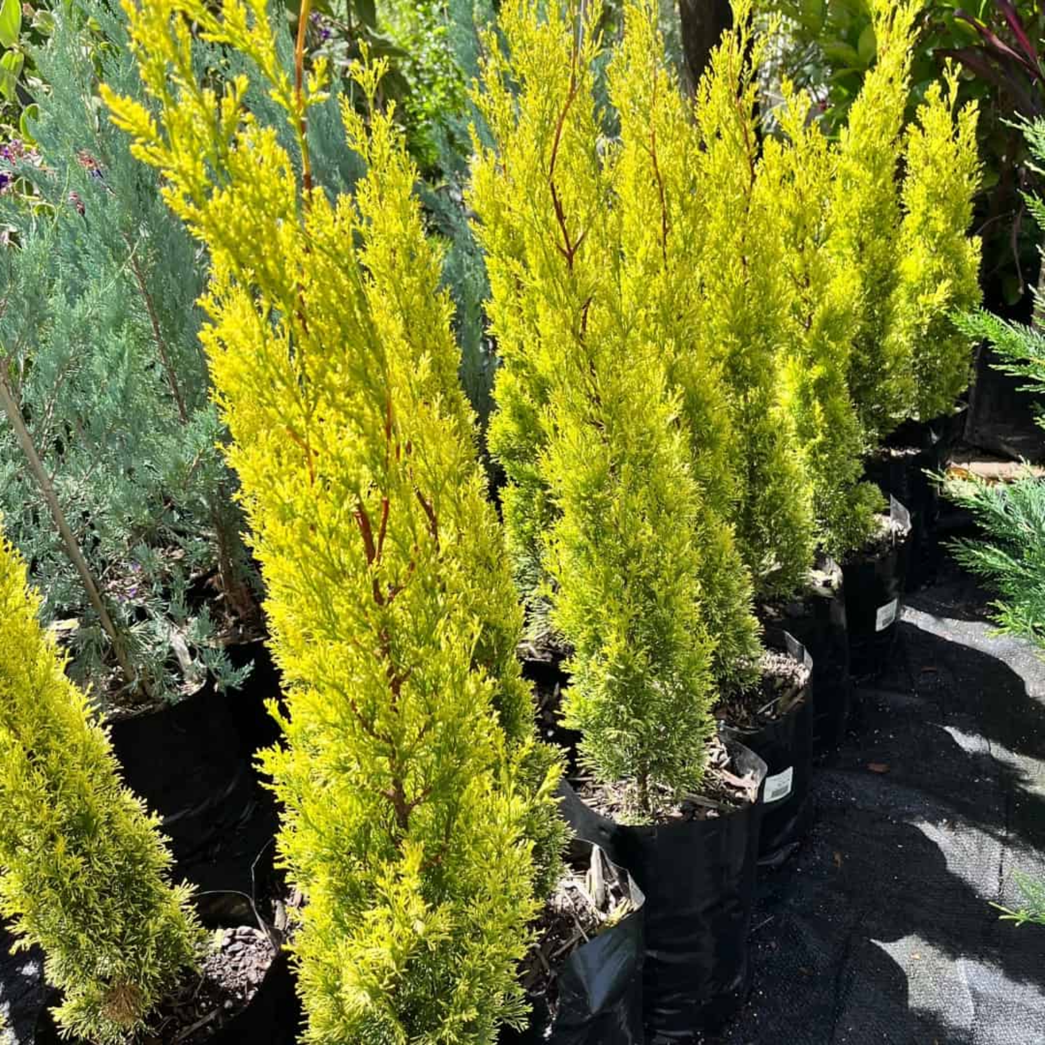 Swanes Golden Pencil Pine - Golden Italian Cypress Cupressus sempervirens