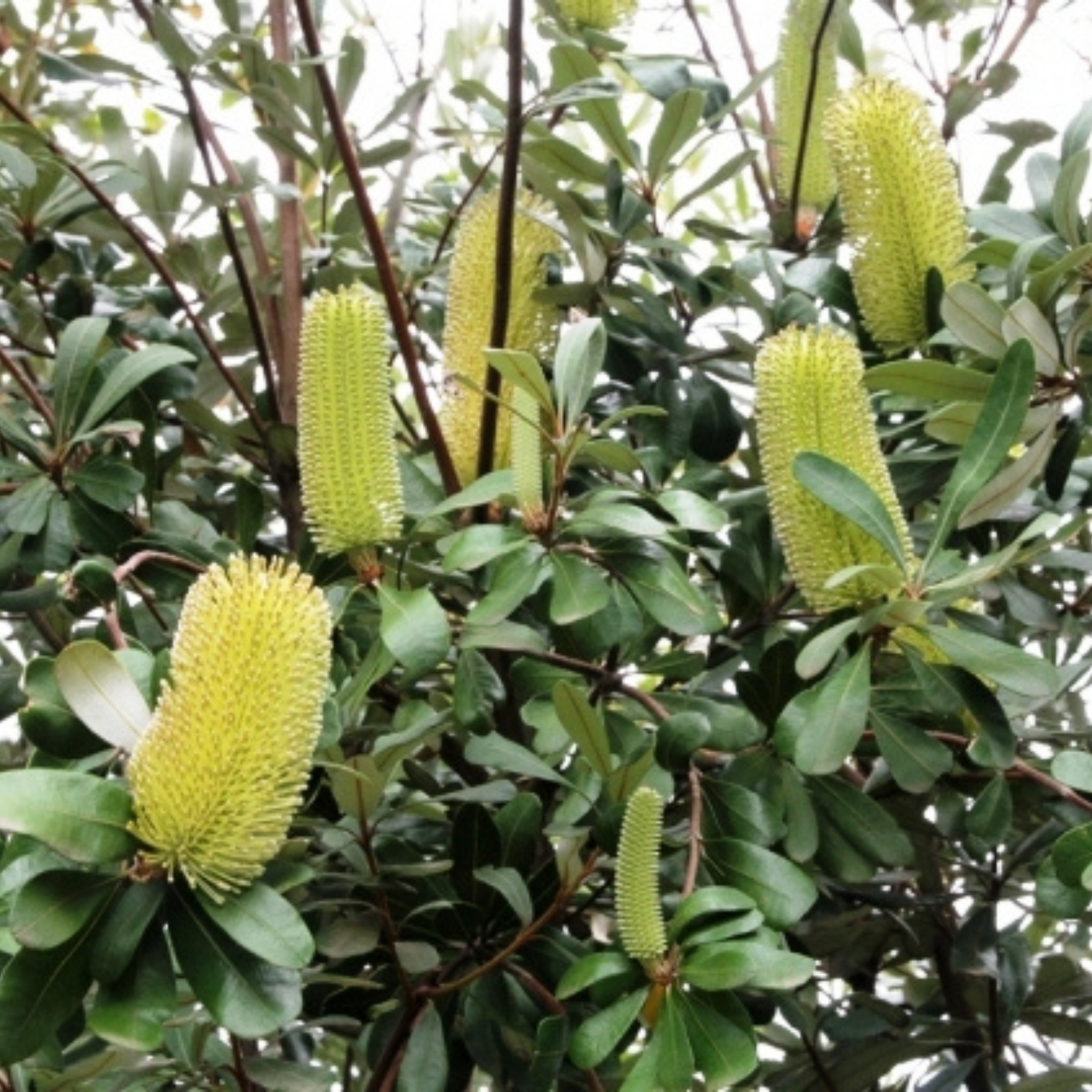 Green banksia flowers among leaves
