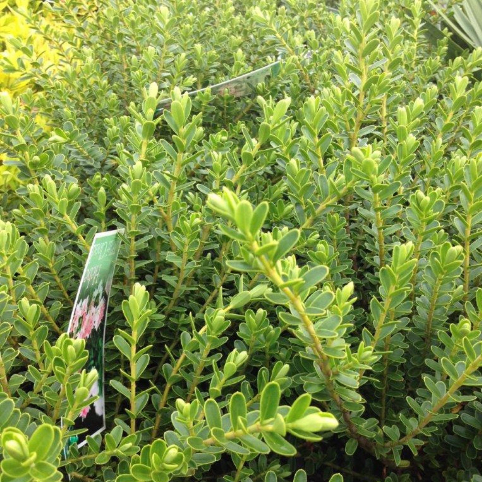 Hebe hybrida Wiri Cloud